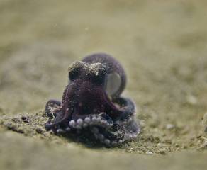 Octopus