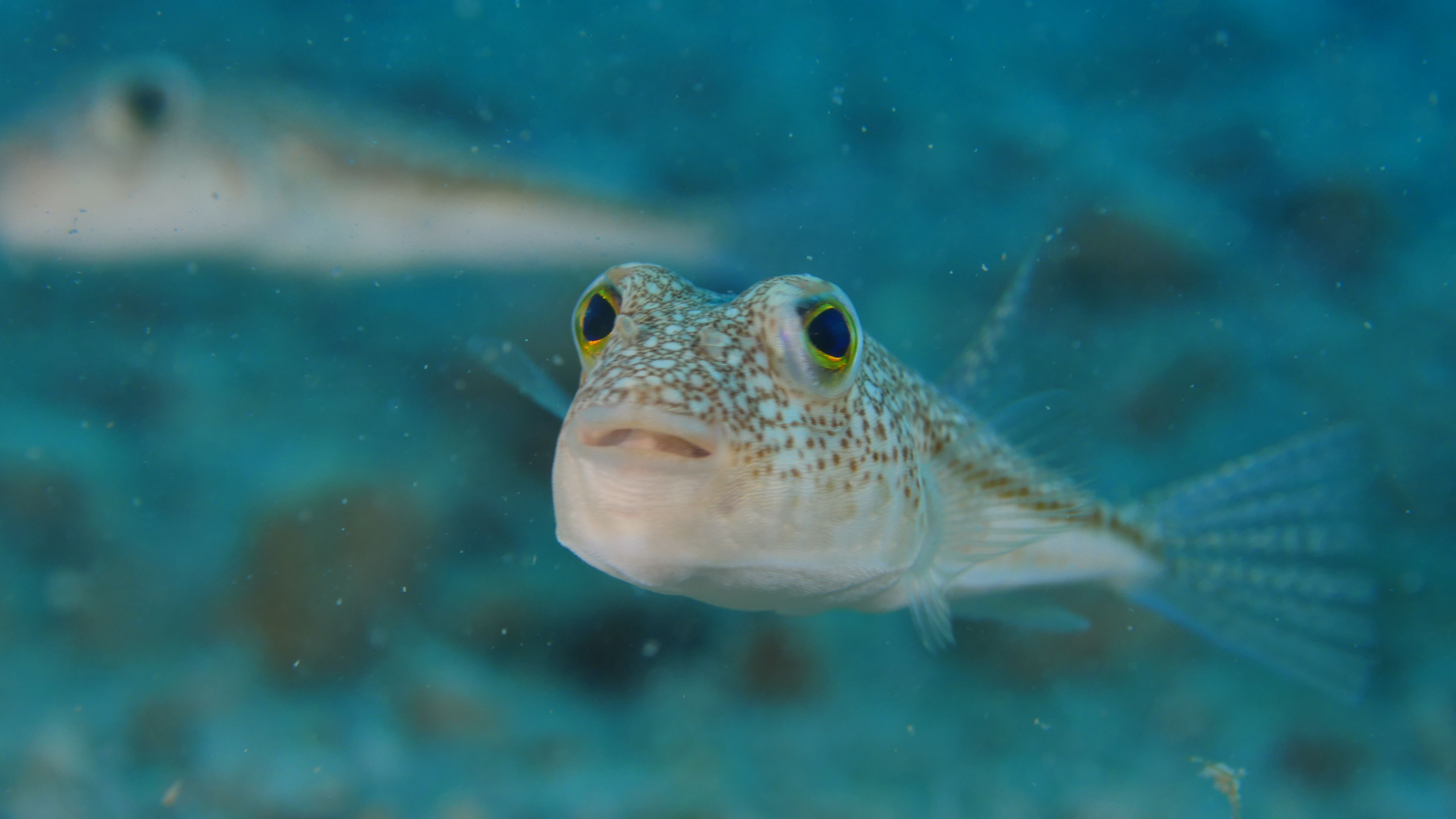 Underwater 