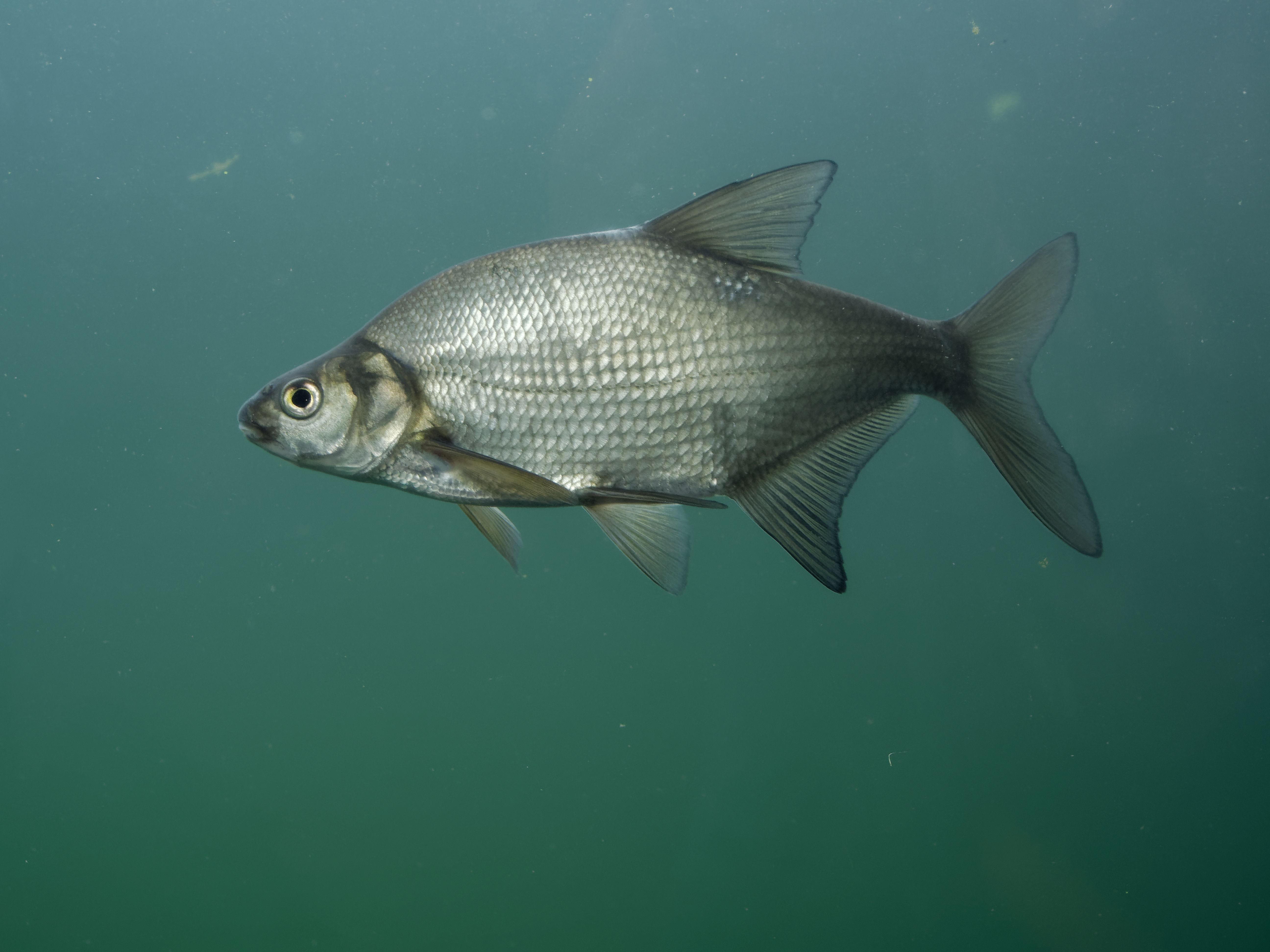 Save Fish From Your Couch: The Viral 