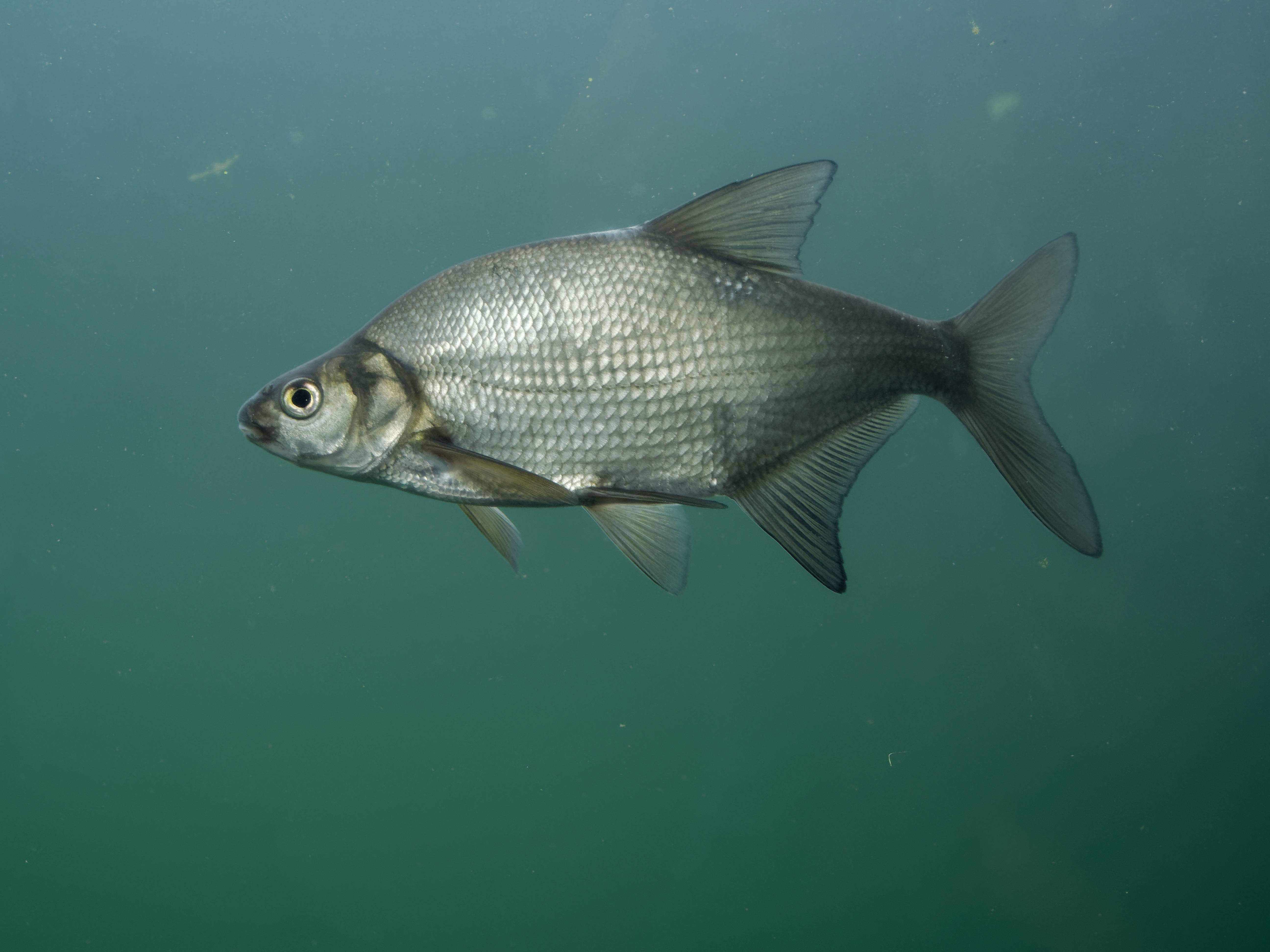 Fish Breamer Save Fish From Your Couch: The Viral