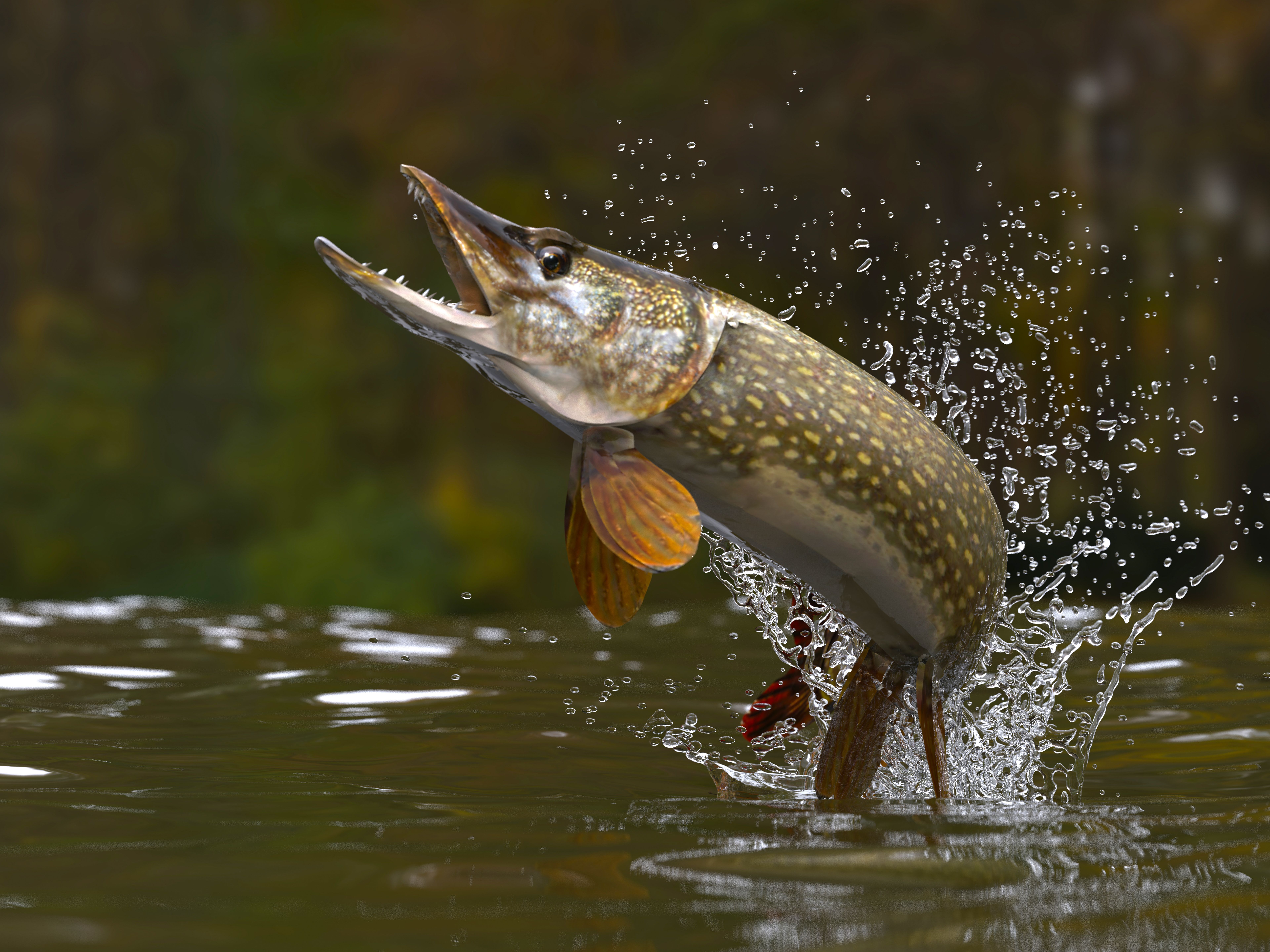 A Predator With Razor Teeth Is Moving Secretly Through This State's ...