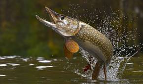 Move Secretively A Predator With Razor Teeth Is Moving Secretly Through This State's ...