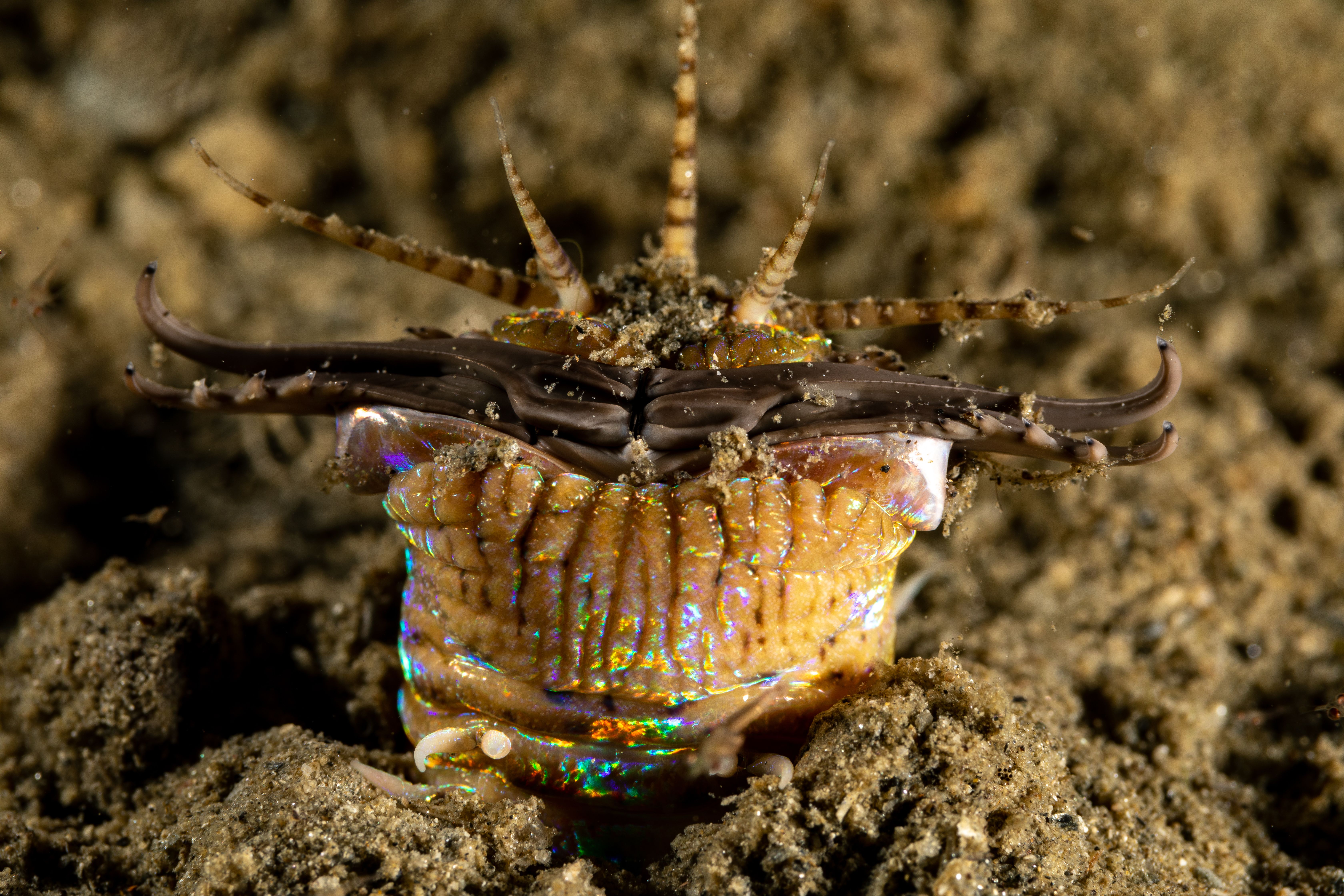 Bobbit Worm: A Gorgeous Creature That Slices Fish In Two