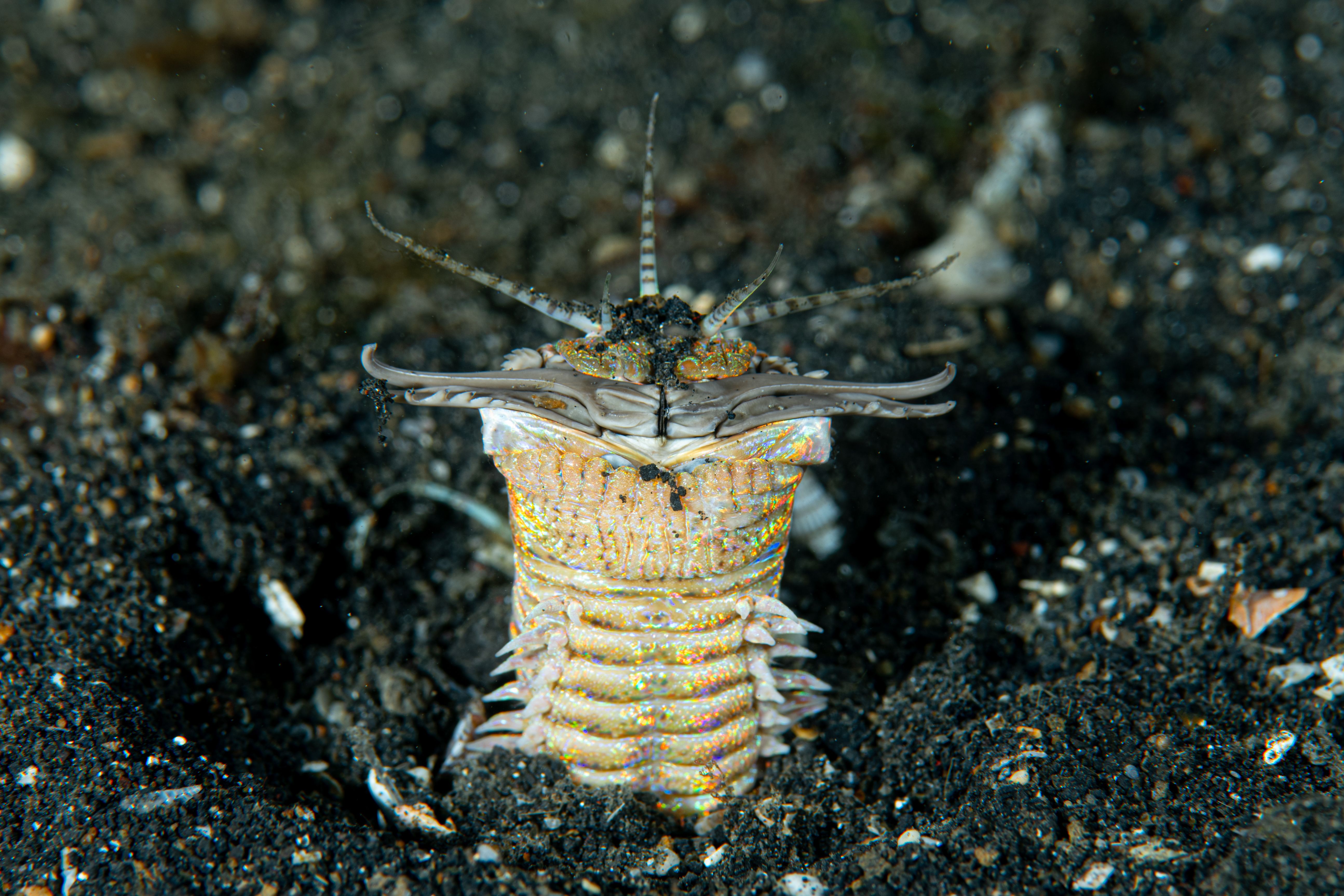 Bobbit Worm: A Gorgeous Creature That Slices Fish In Two