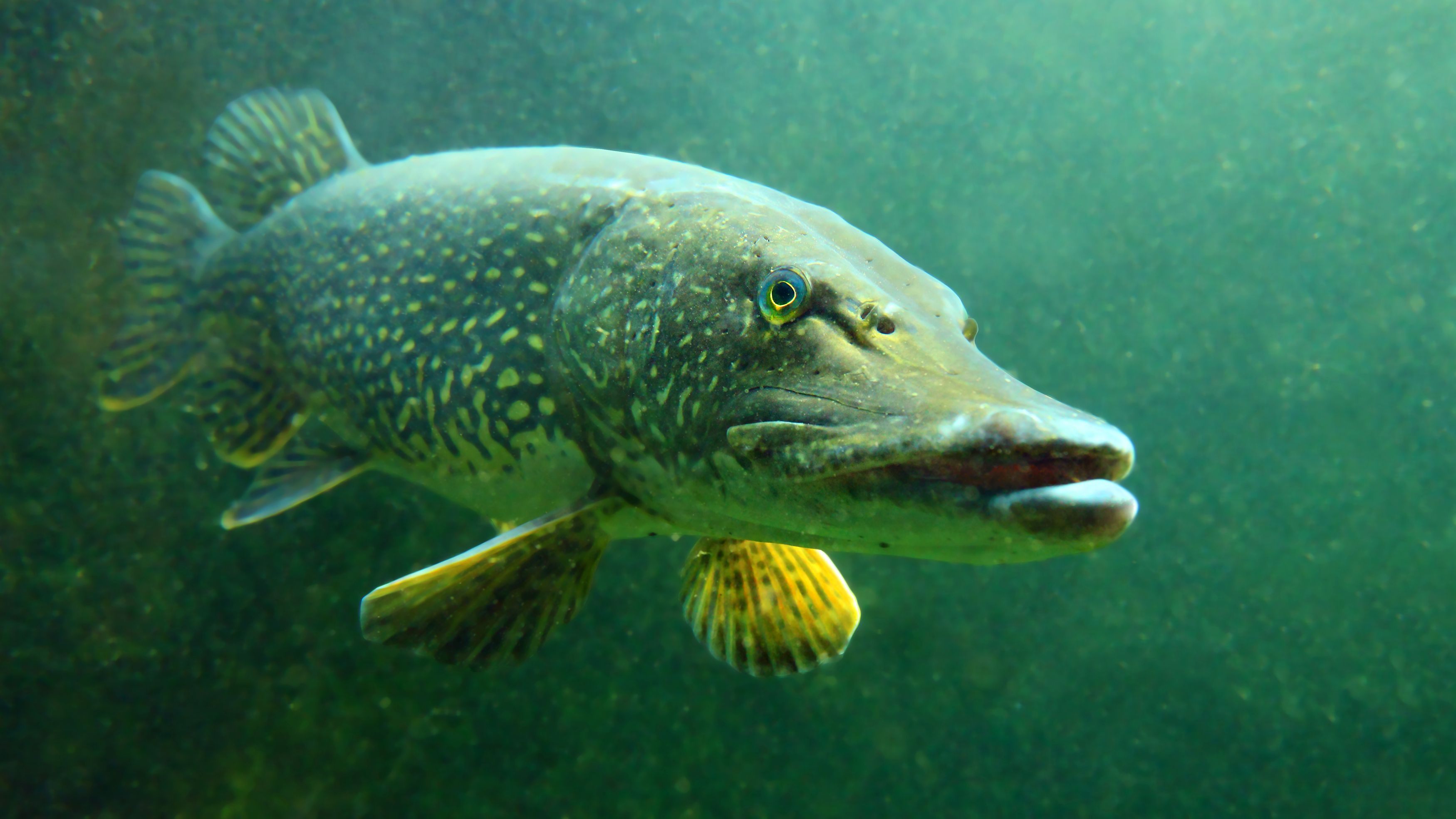 A Predator With Razor Teeth Is Moving Secretly Through This State's ...