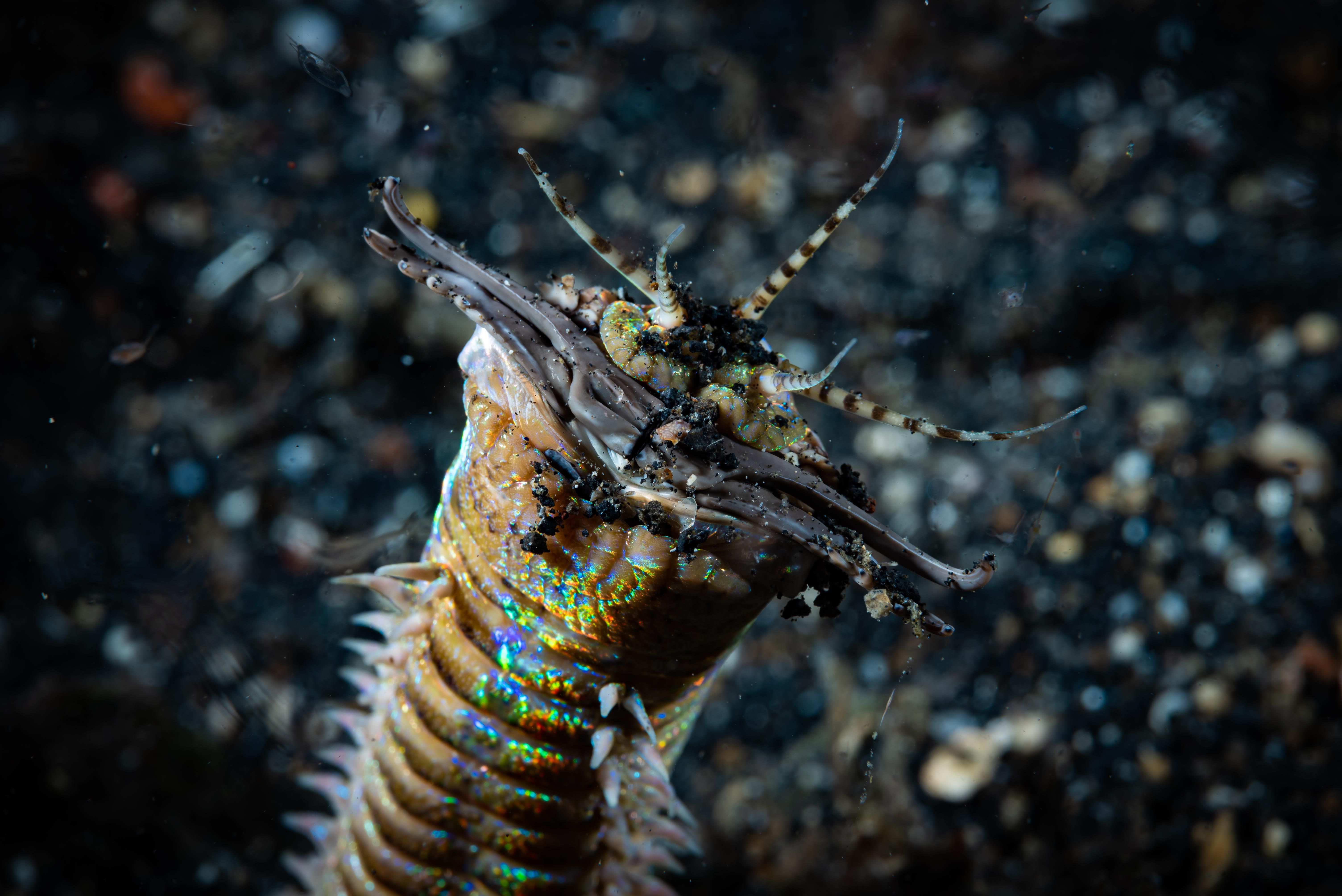 Bobbit Worm: A Gorgeous Creature That Slices Fish In Two