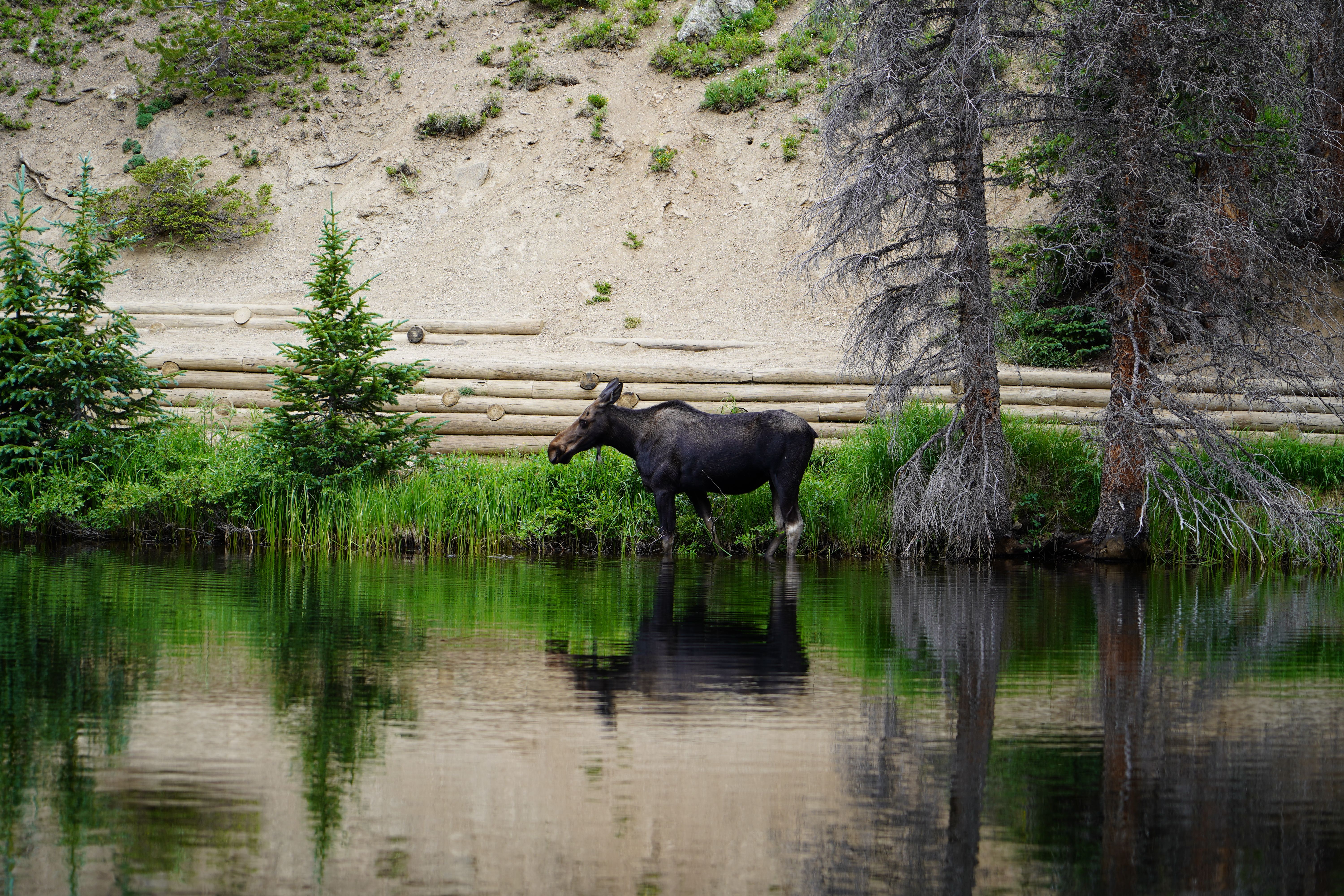 This Major U.S. National Park Officially Has A Moose Problem