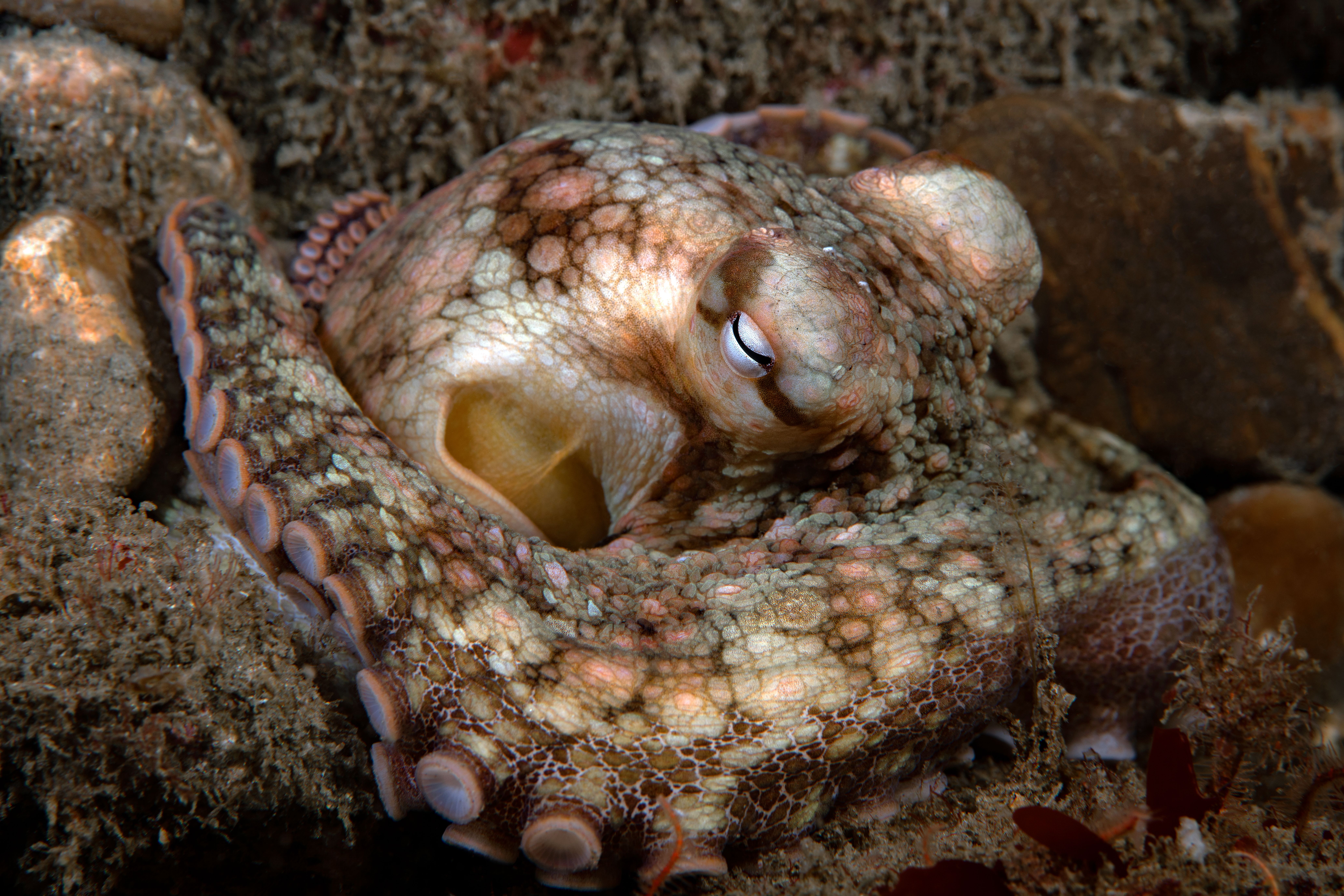 Octopus