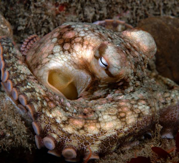 Octopus