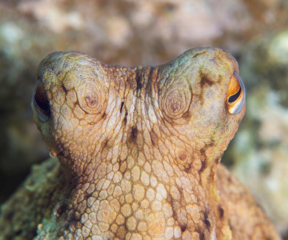 Octopus