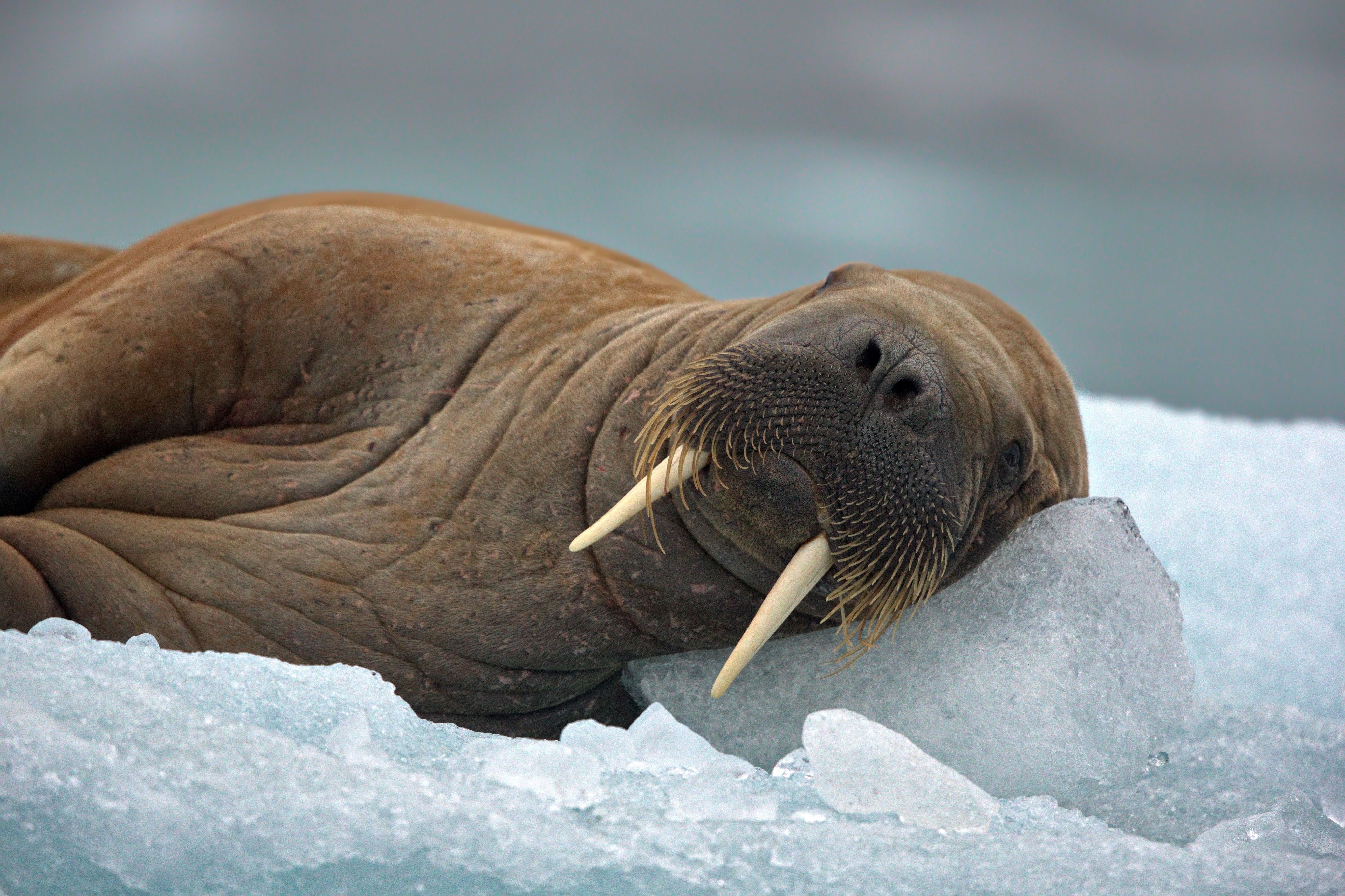 Neil The Seal Is A Social Media Sensation, But Experts Are Concerned