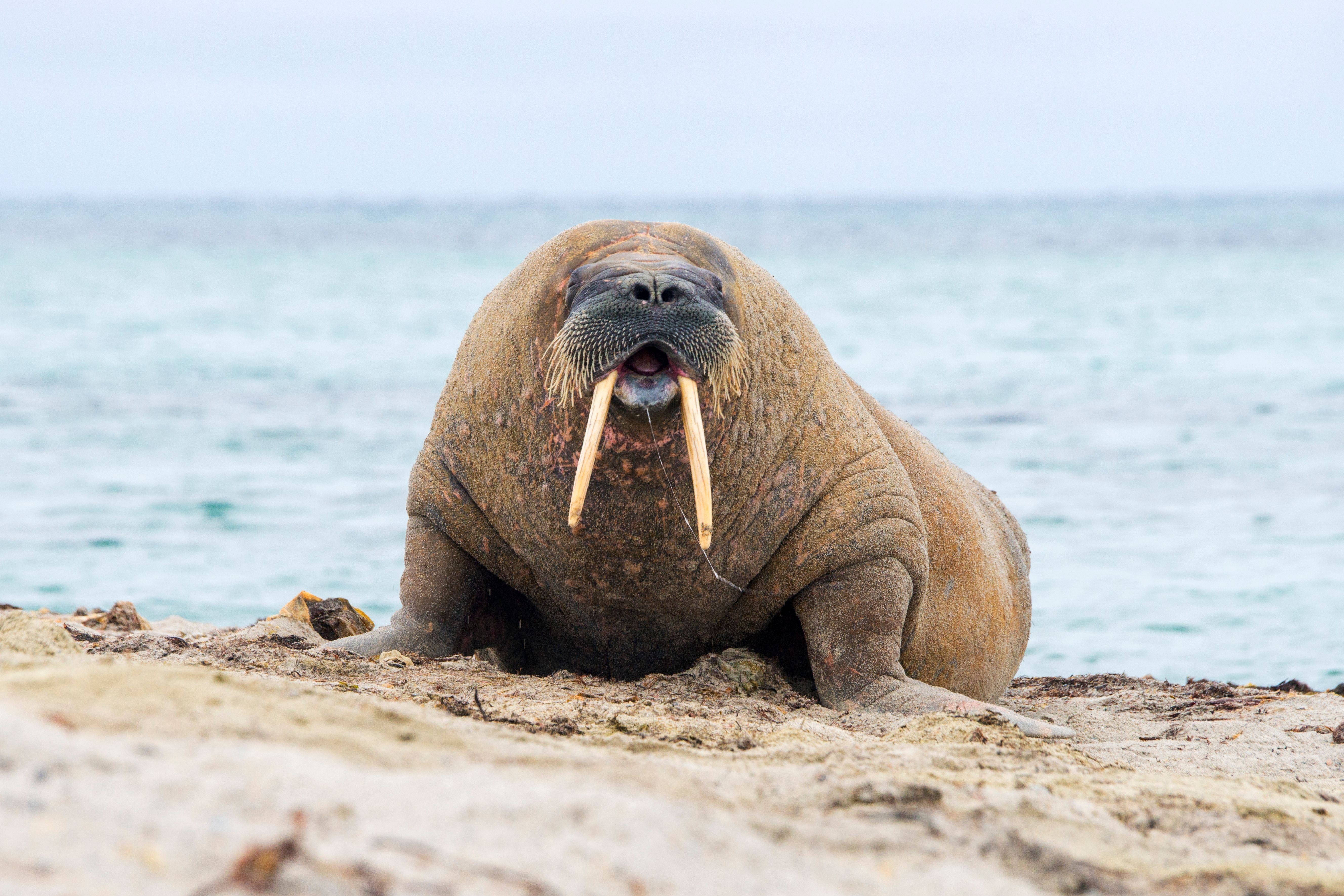 Neil The Seal Is A Social Media Sensation, But Experts Are Concerned