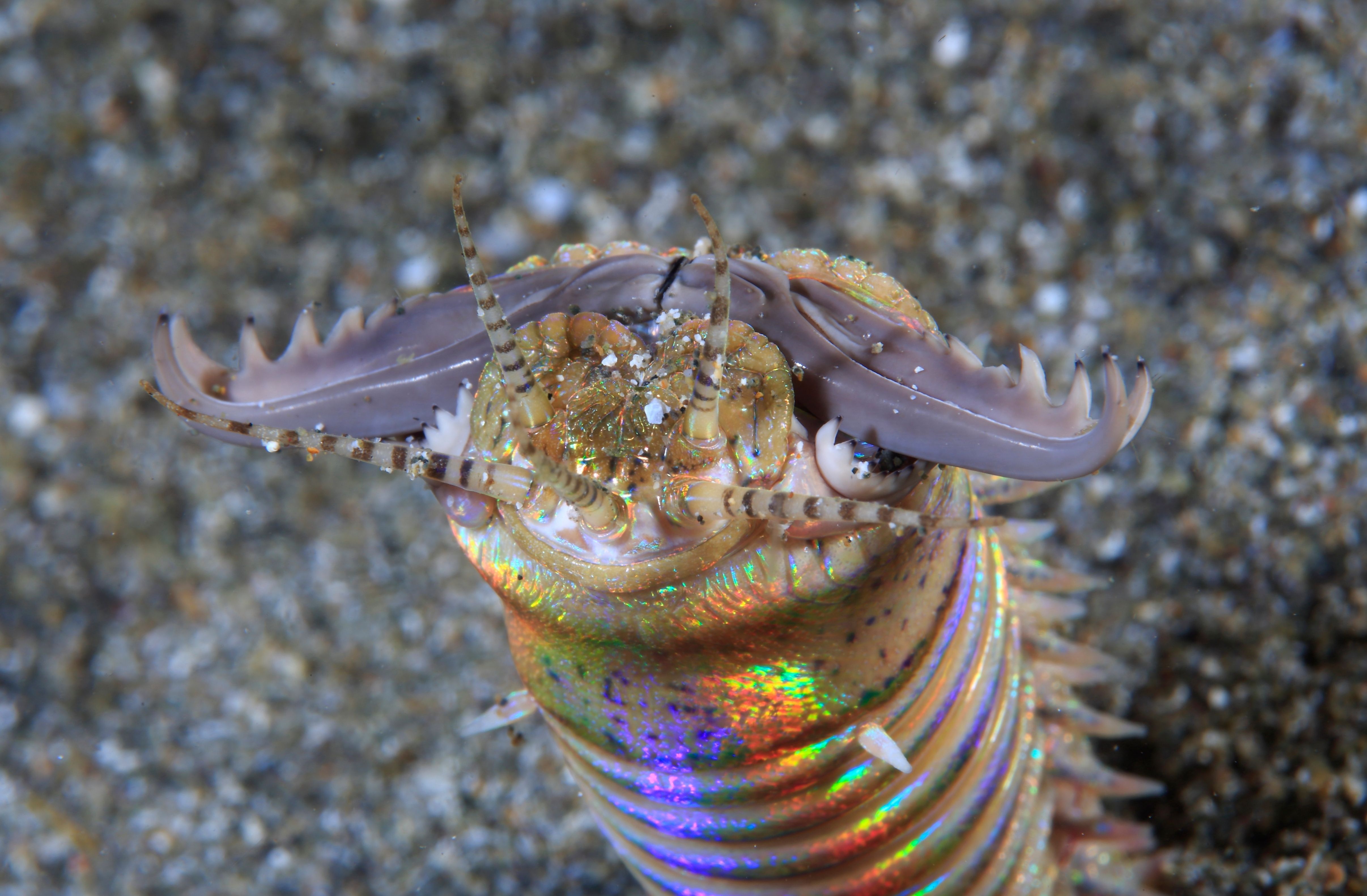Bobbit Worm: A Gorgeous Creature That Slices Fish In Two