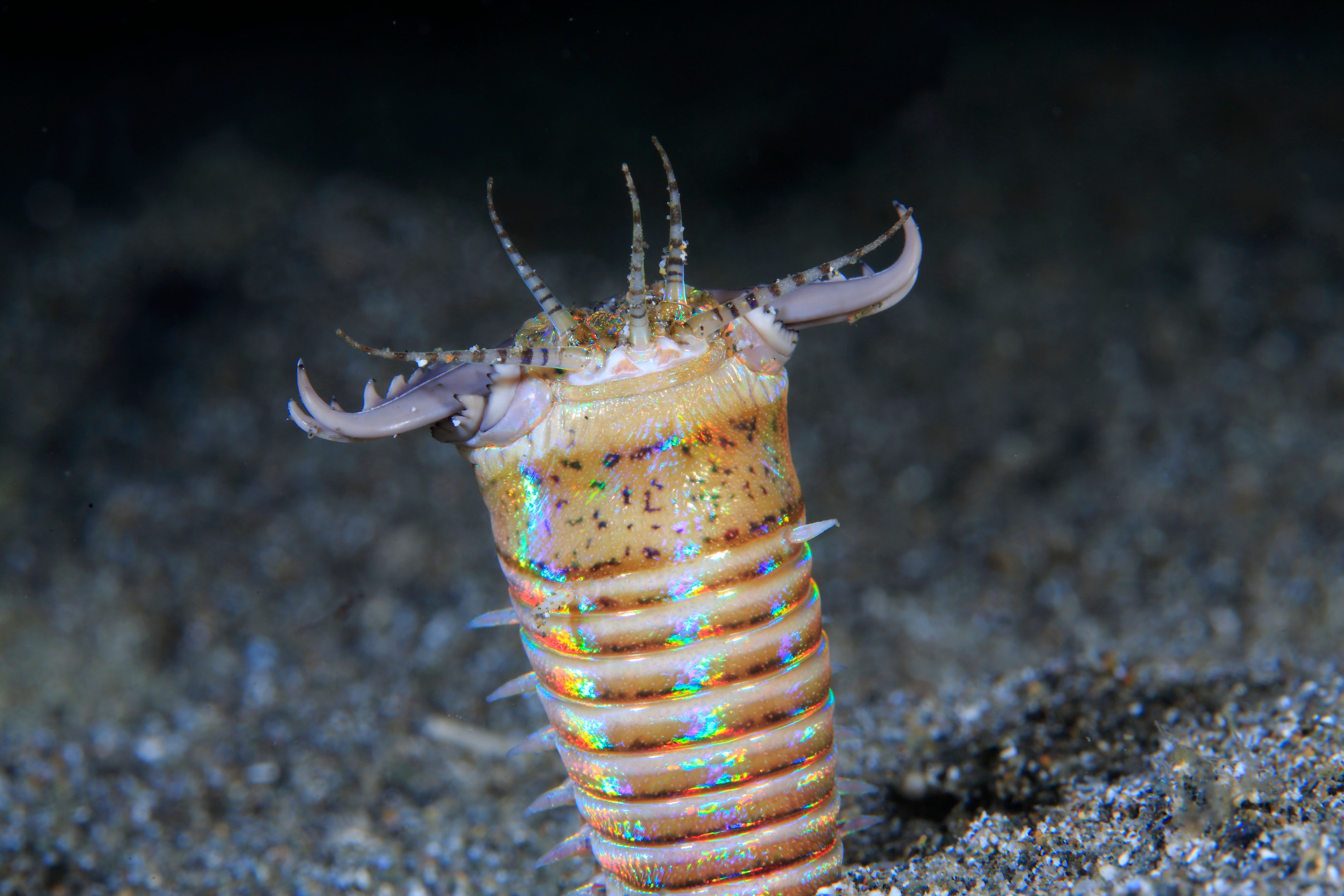 Bobbit Worm: A Gorgeous Creature That Slices Fish In Two
