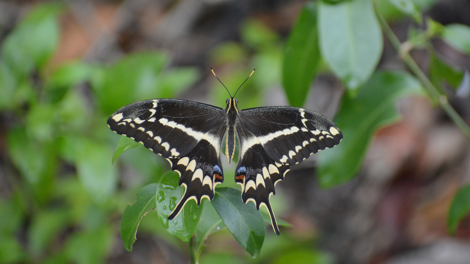 Endangered Butterfly Not Only Benefits But Thrives After Hurricanes