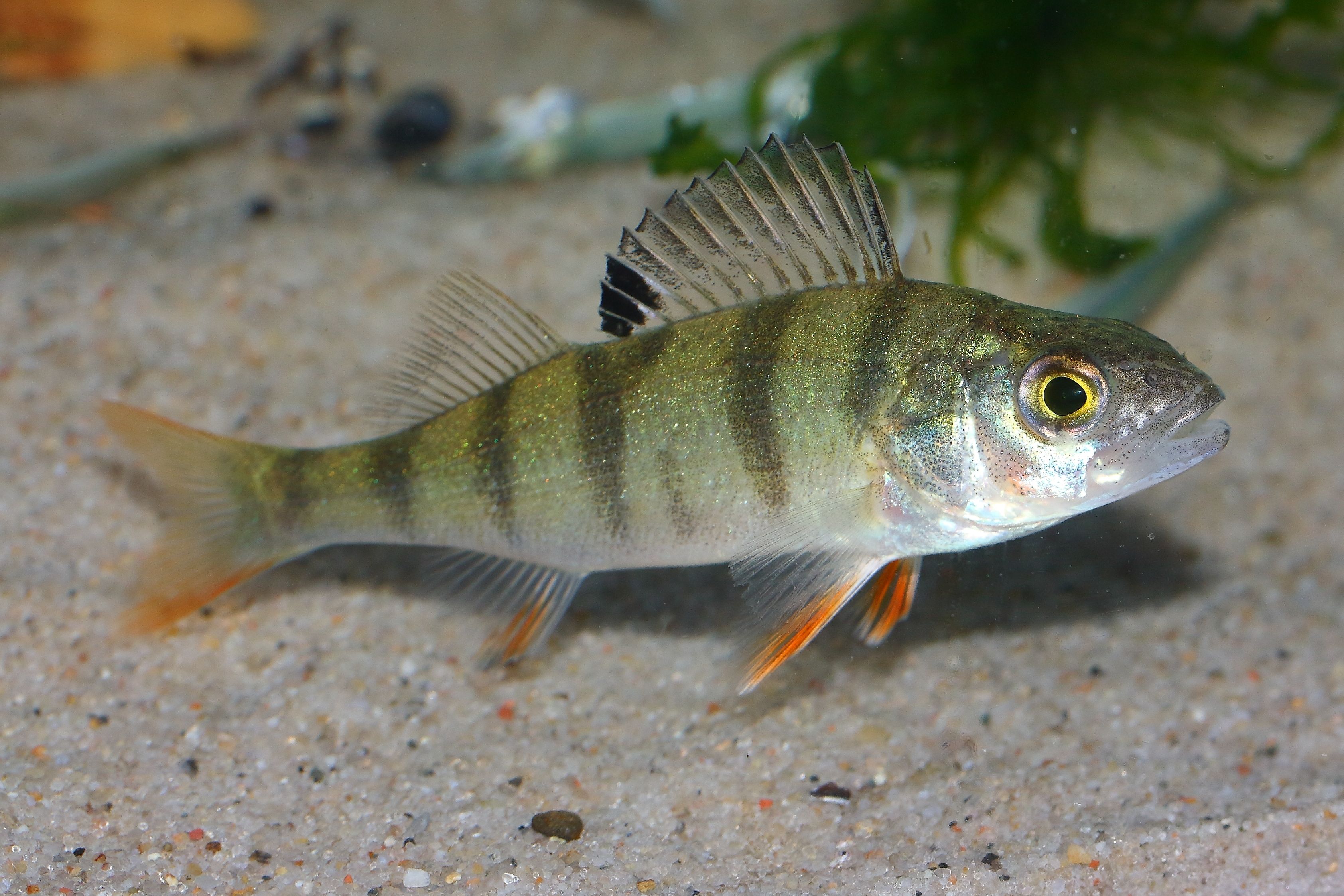Save Fish From Your Couch: The Viral 