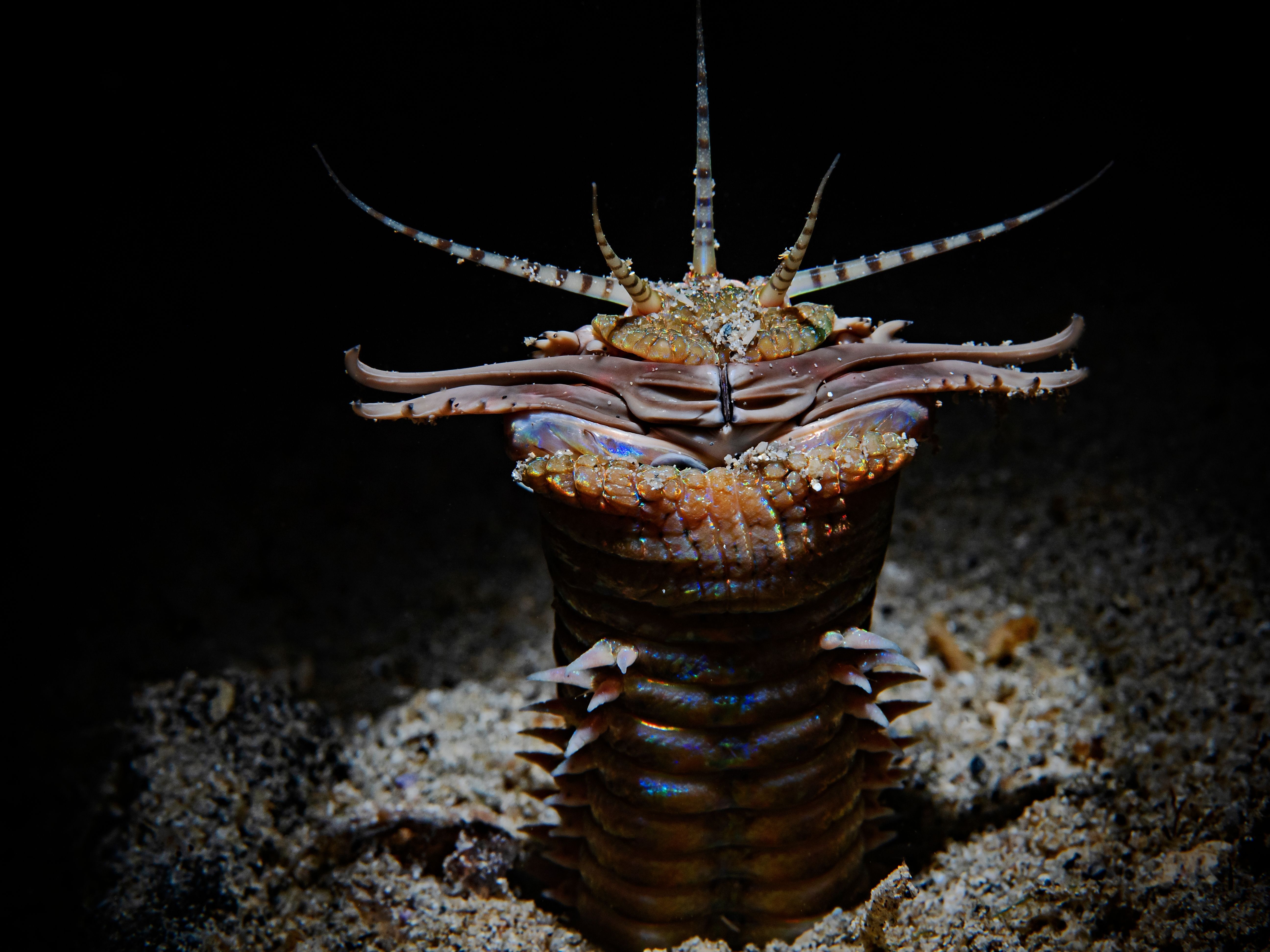 Bobbit Worm: A Gorgeous Creature That Slices Fish In Two