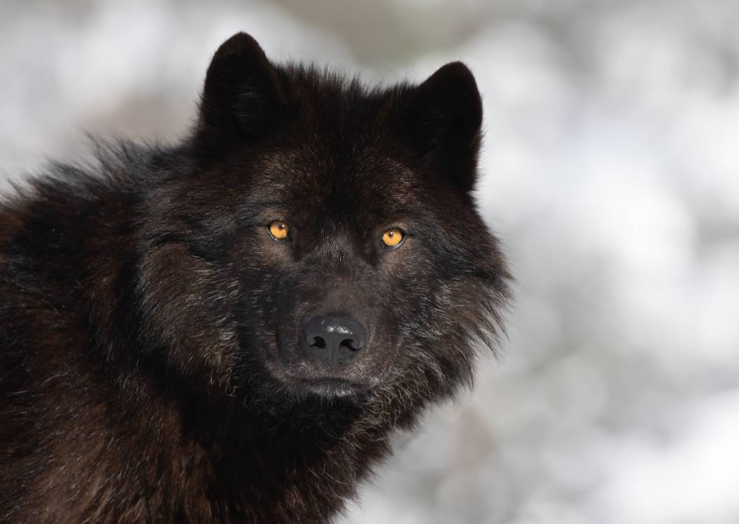 Lack Wolves Researchers Spot Something