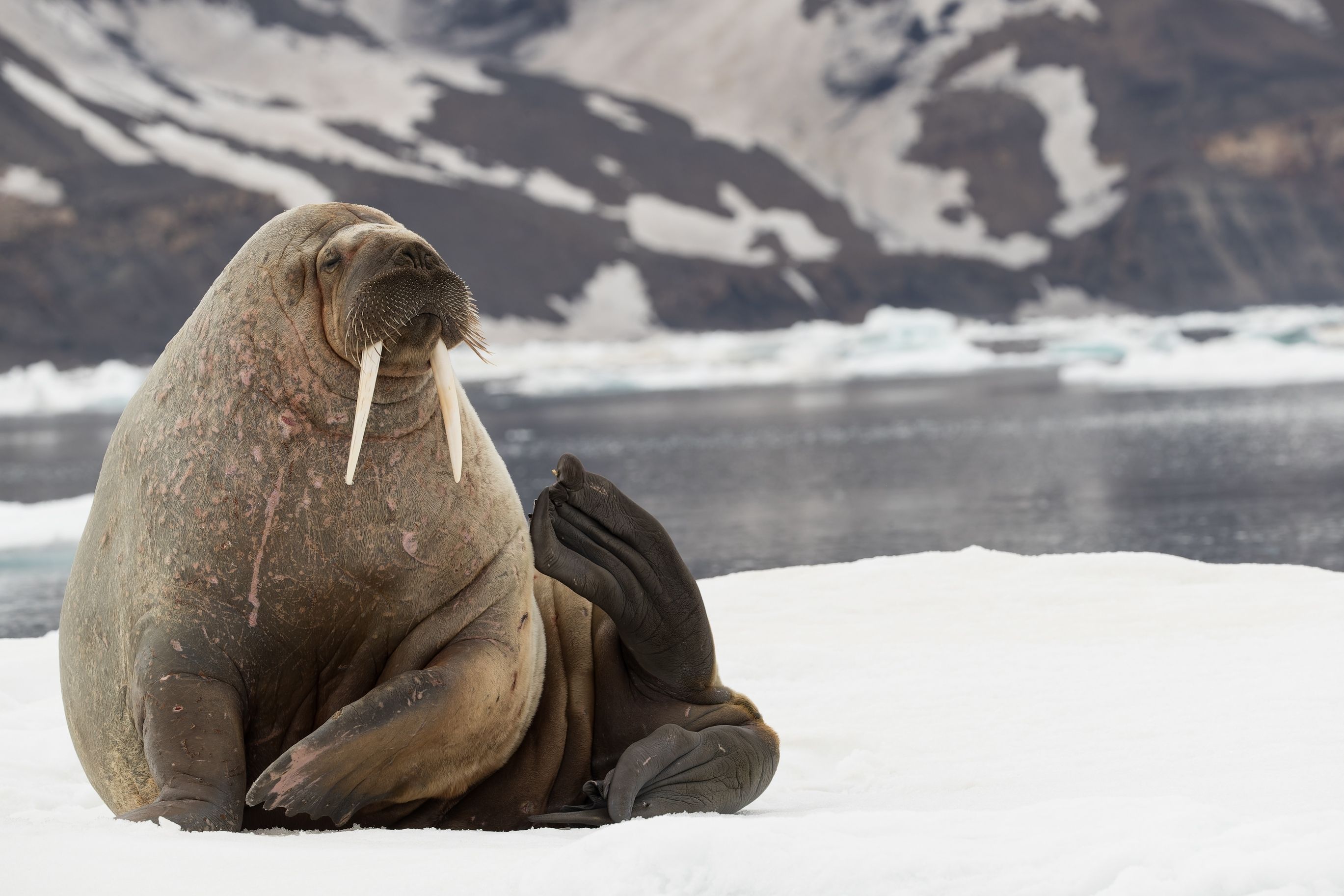 Neil The Seal Is A Social Media Sensation, But Experts Are Concerned