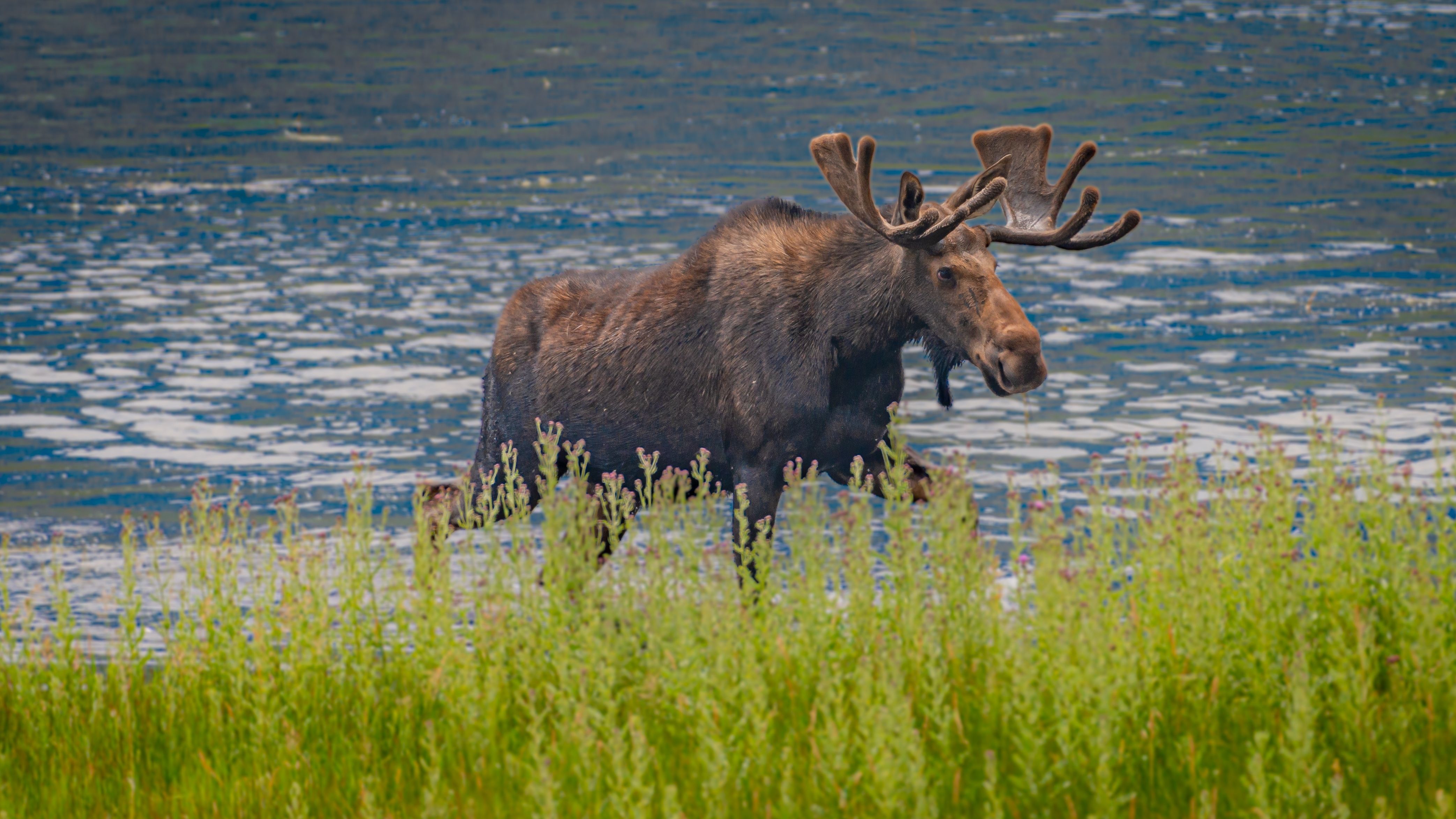 This Major U.S. National Park Officially Has A Moose Problem