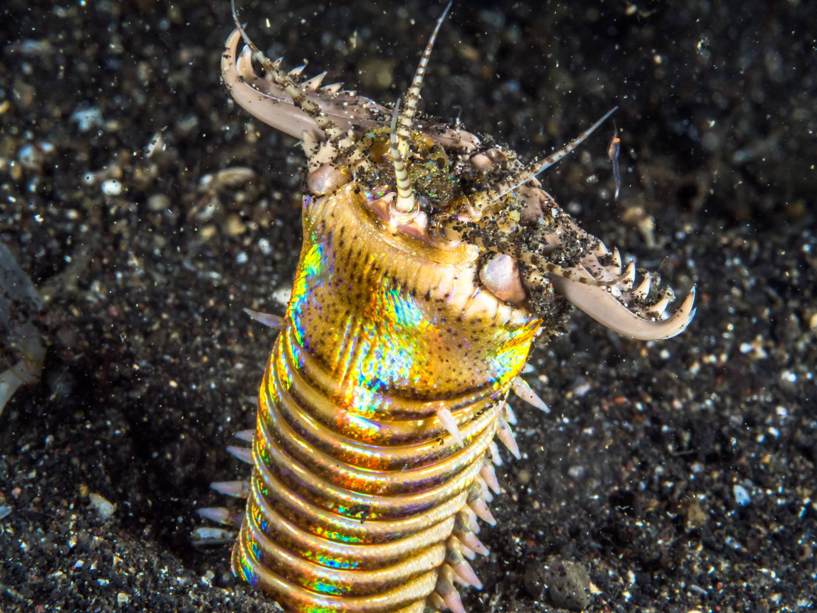 Bobbit Worm A Gorgeous Creature That Slices Fish In Two bobbit-worm-a-gorgeous-creature-that-slices-fish-in-two