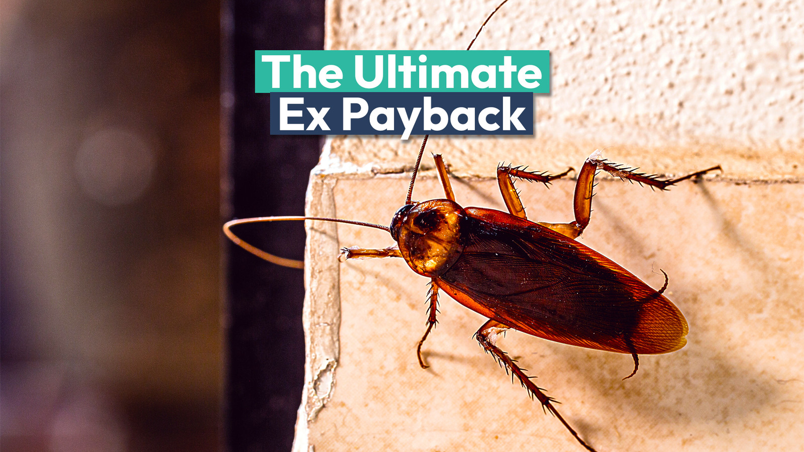 Name A Cockroach Bronx Zoo Valentines Day Gift