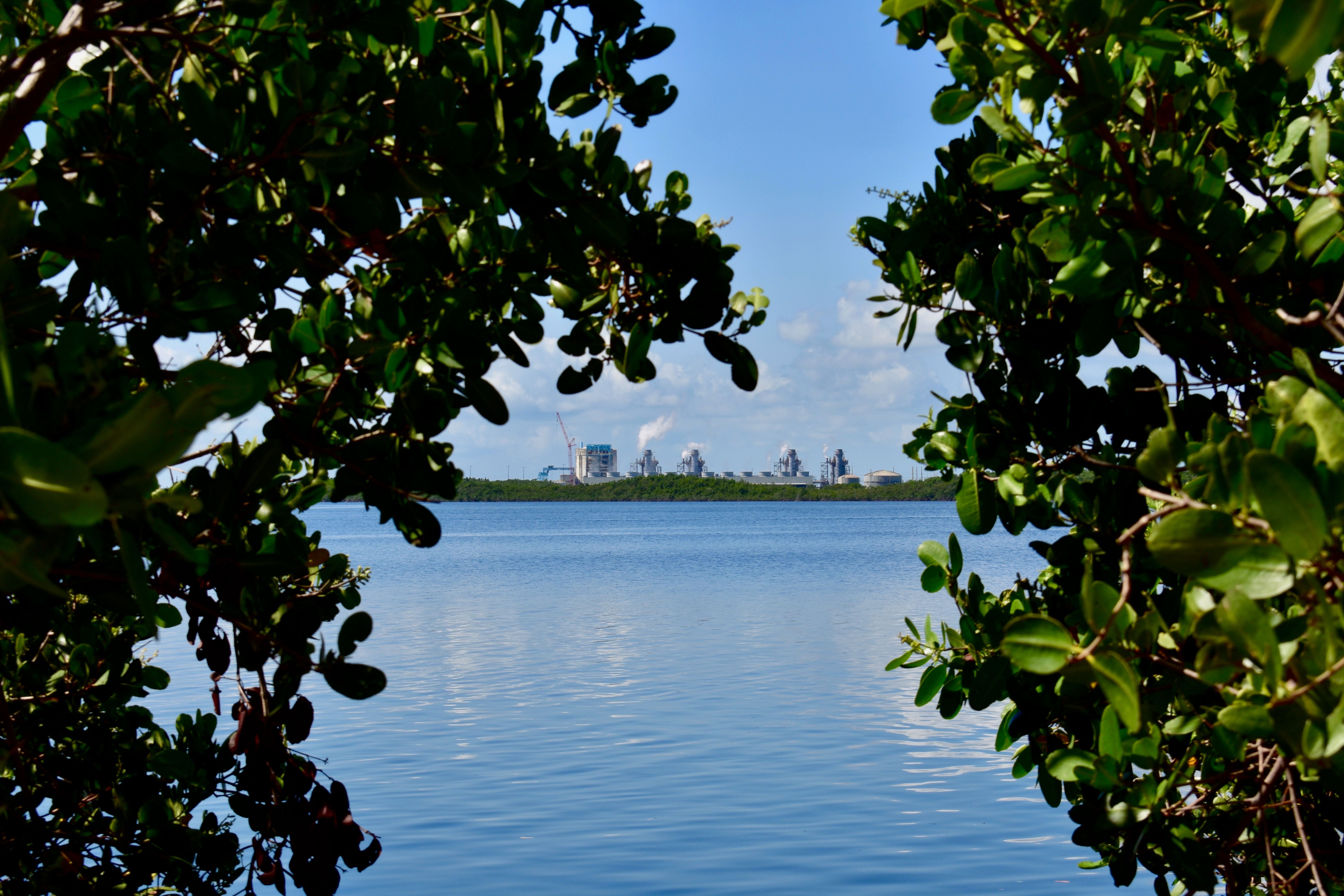 Florida Nuclear Power Plant Is Home To An Endangered 