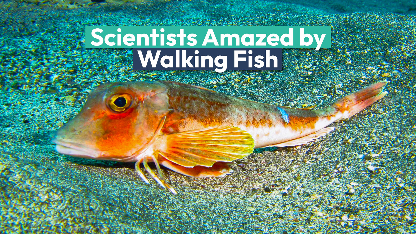 Exited Fish Why This
