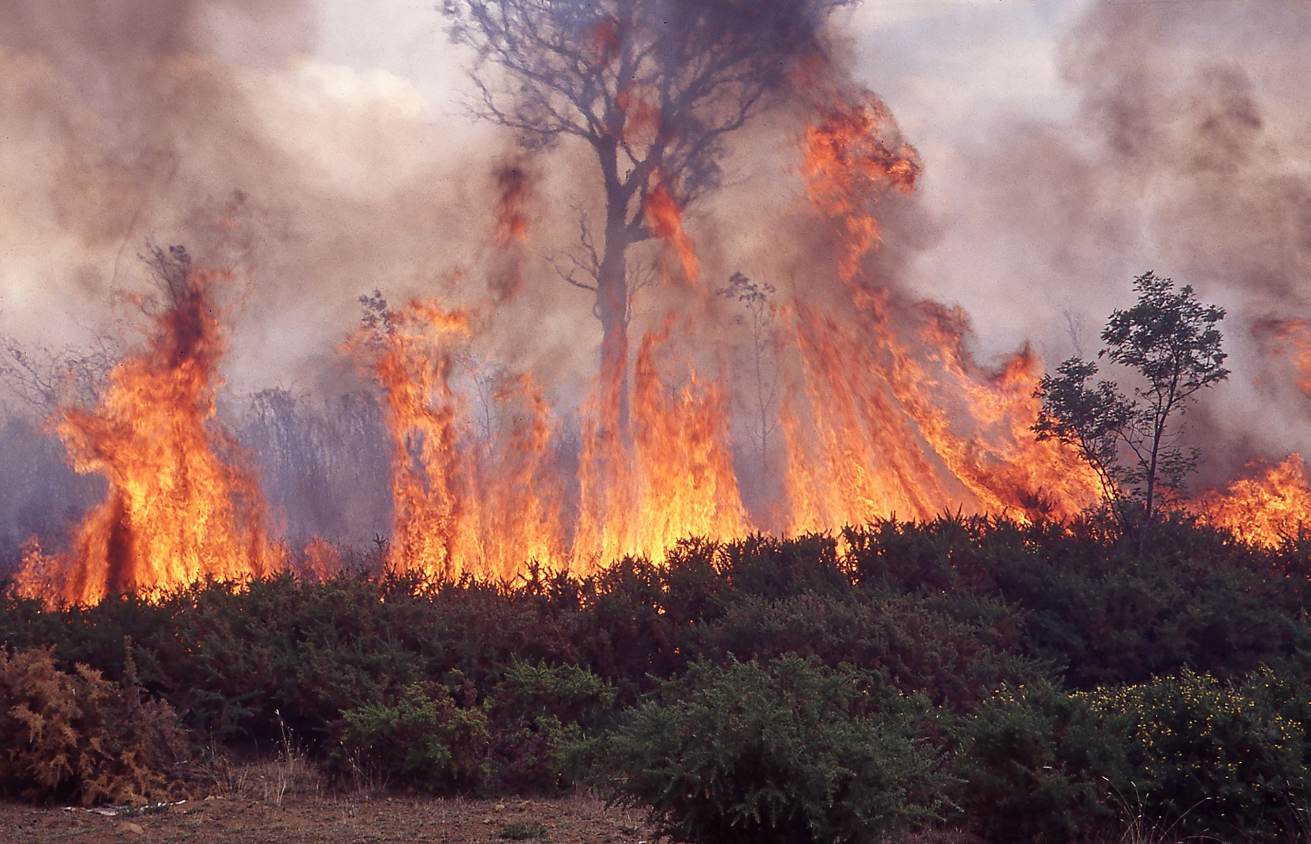 State Of Emergency And Mass Evacuations Underway Amid Fiery Inferno In ...