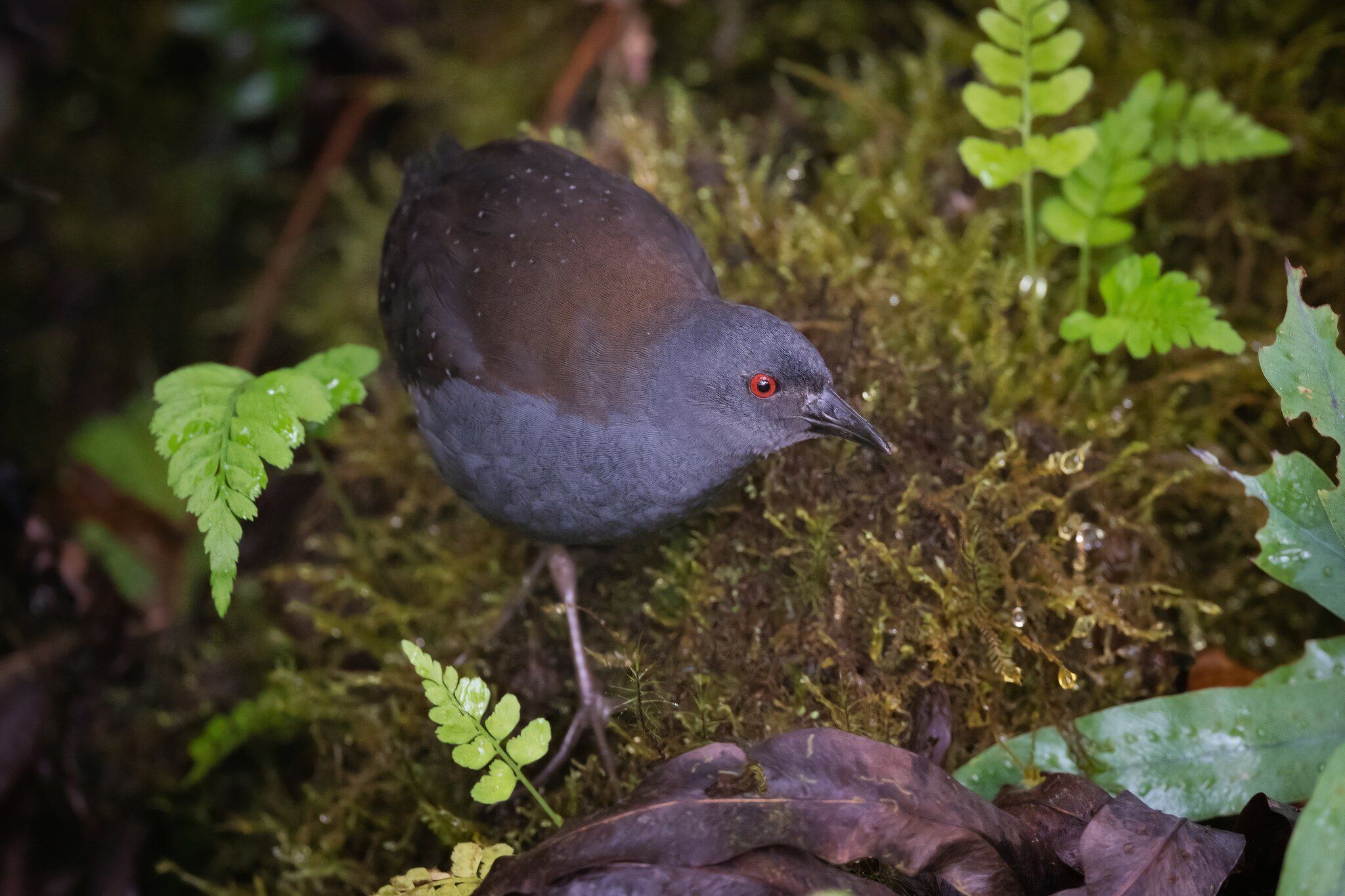 This Secretive Creature Observed By Darwin Was Thought Extinct Since ...