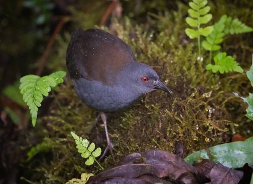 Extinct Red Rail This Secretive Creature Observed By Darwin Was Thought Extinct Since ...