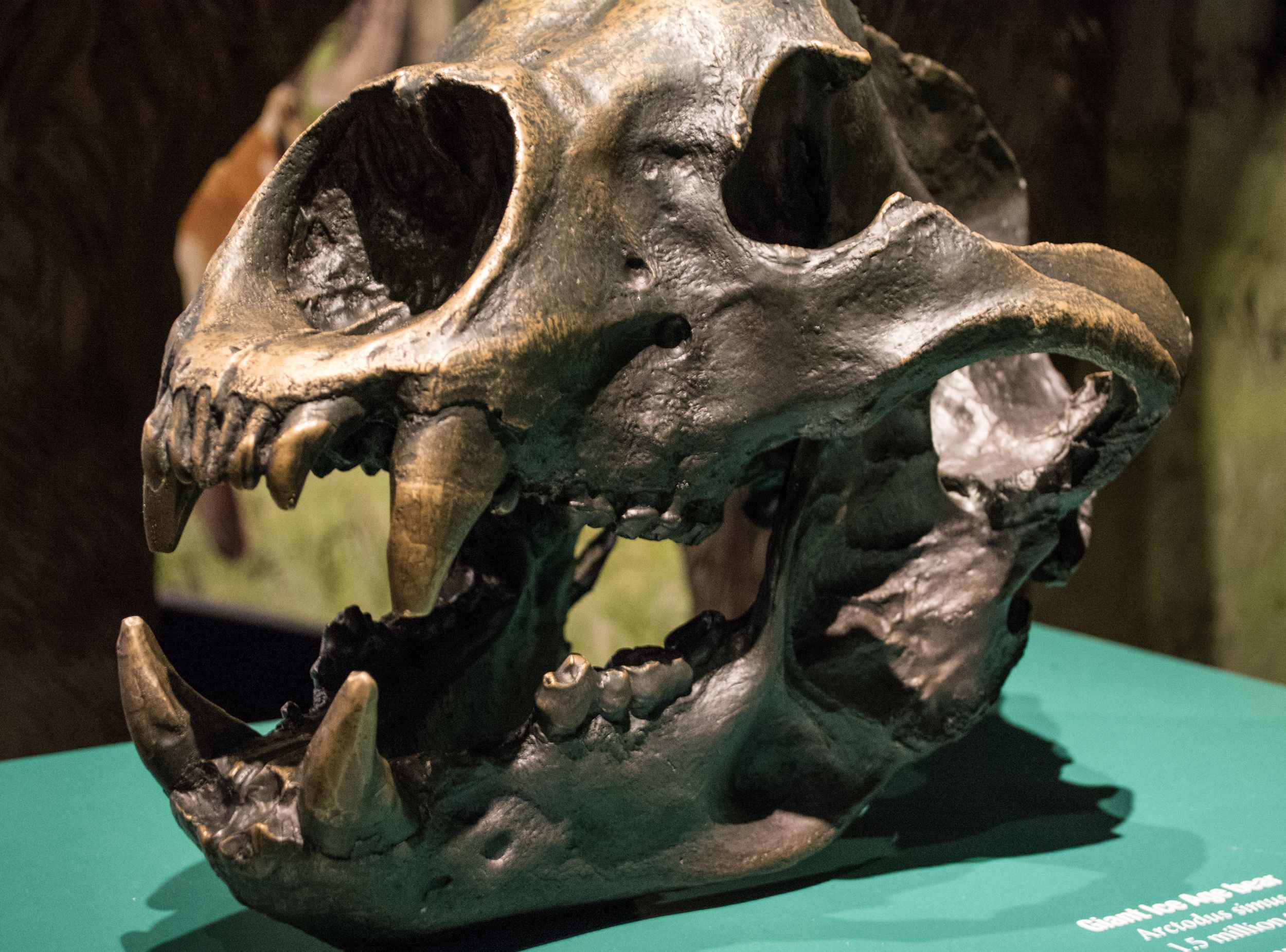 The World's Biggest Bear Ever Recorded Outweighed A Truck
