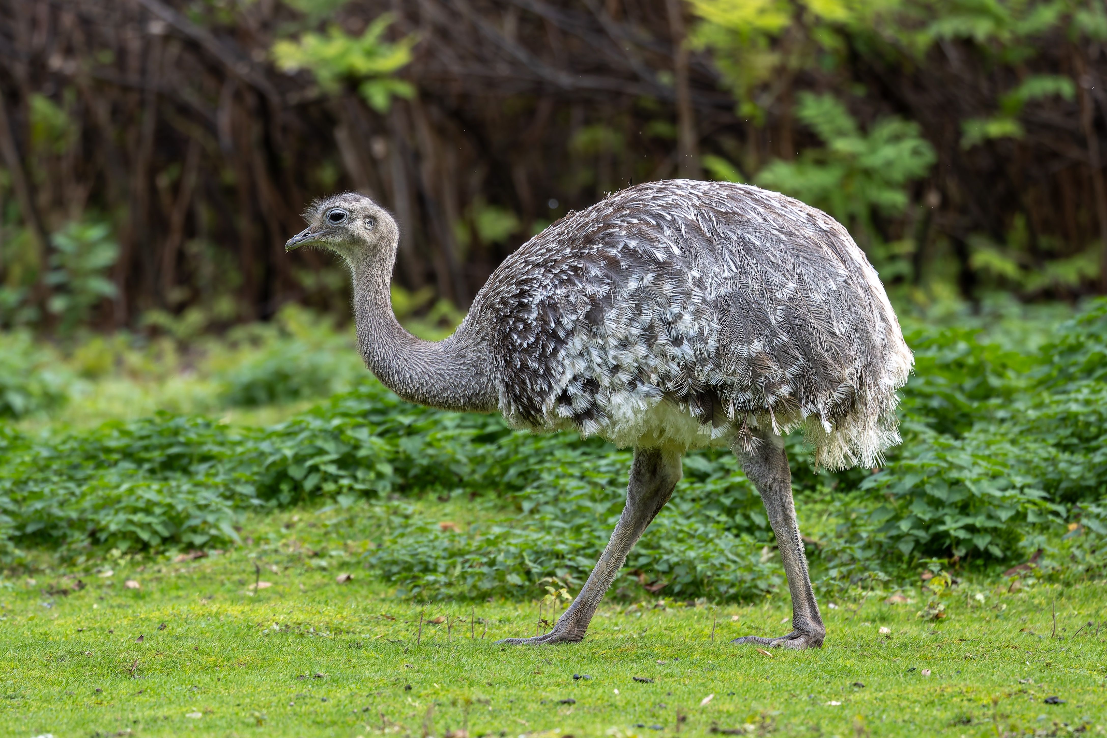 This Intelligent Bird Is A Living Link To One Of The Fiercest Dinosaurs