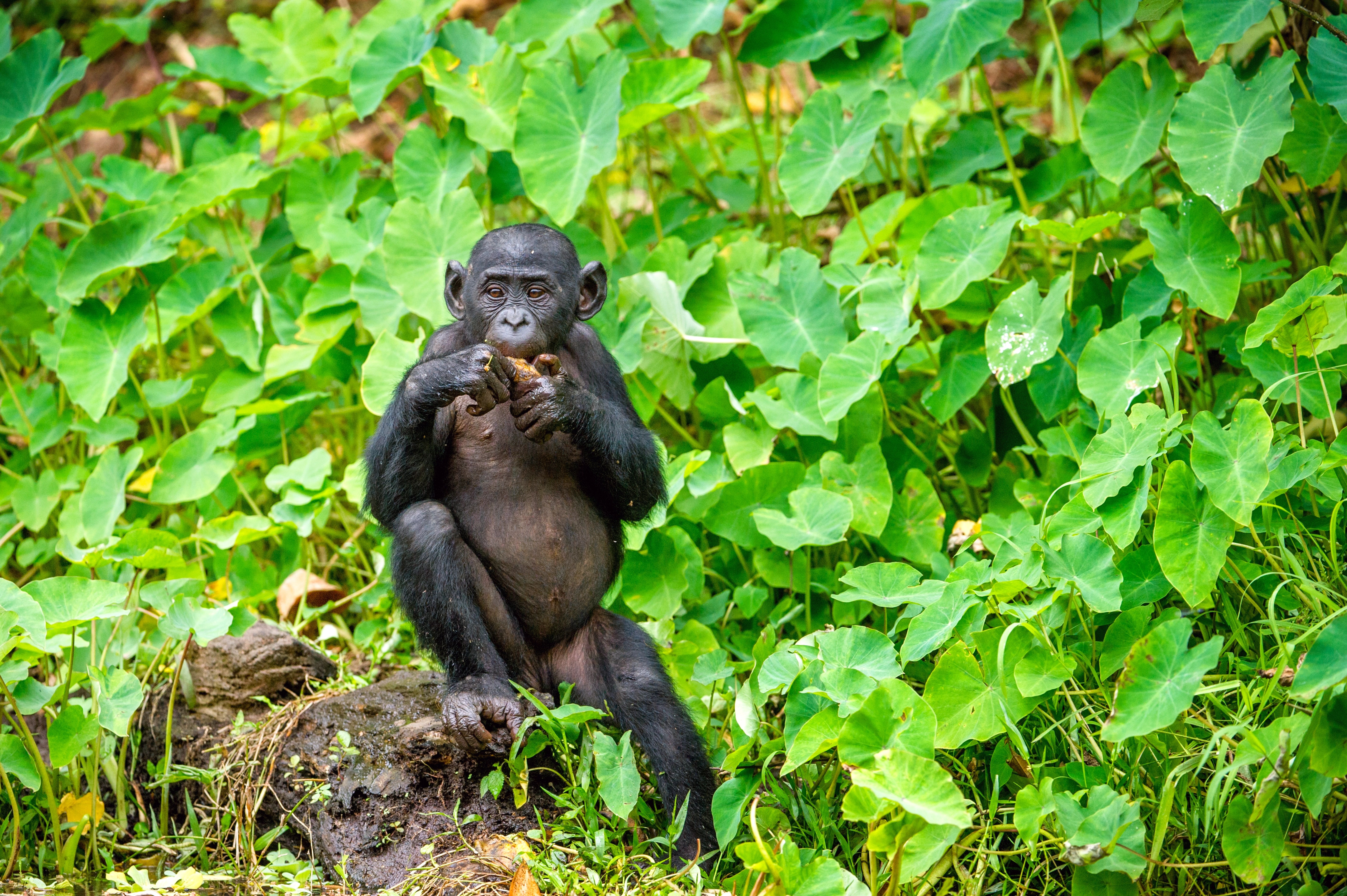 This Animal Knows When Humans Struggle With Puzzles And Tells Them The ...
