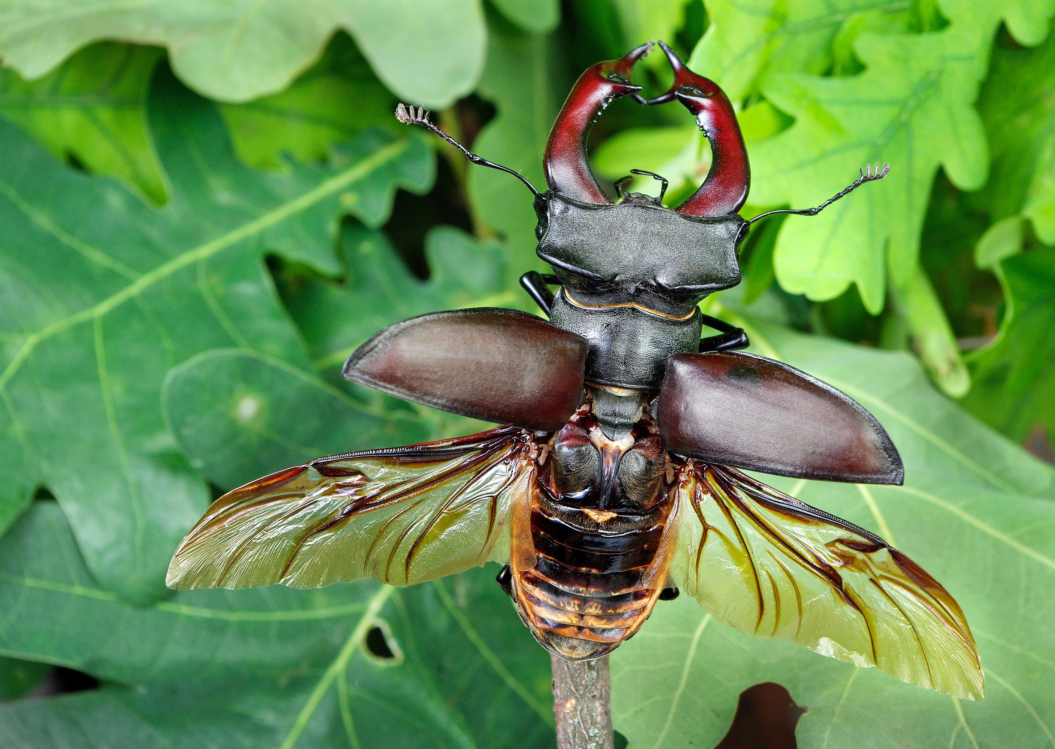 The World's Most Expensive Bug Costs More Than A Luxury Car