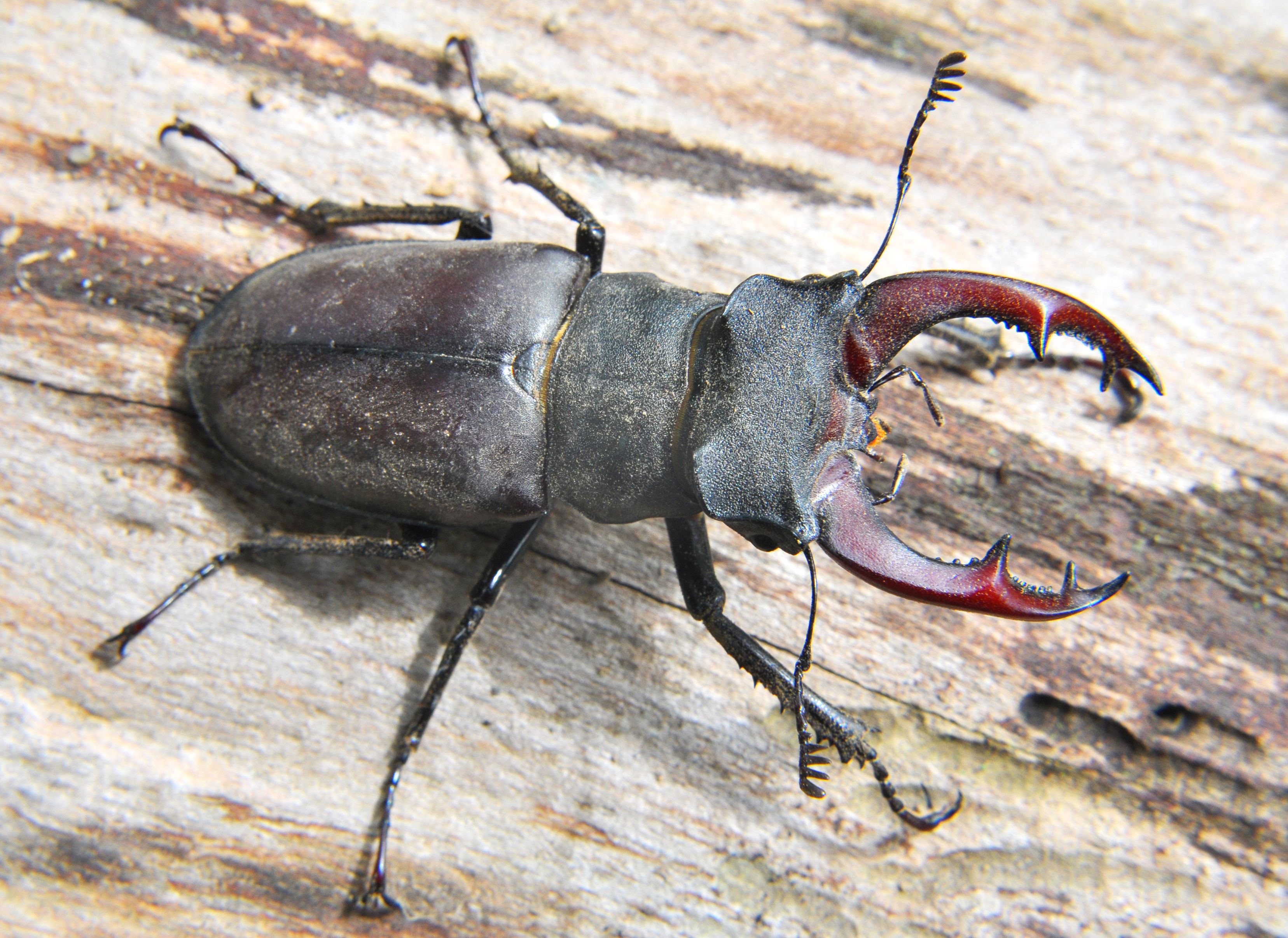 The World's Most Expensive Bug Costs More Than A Luxury Car