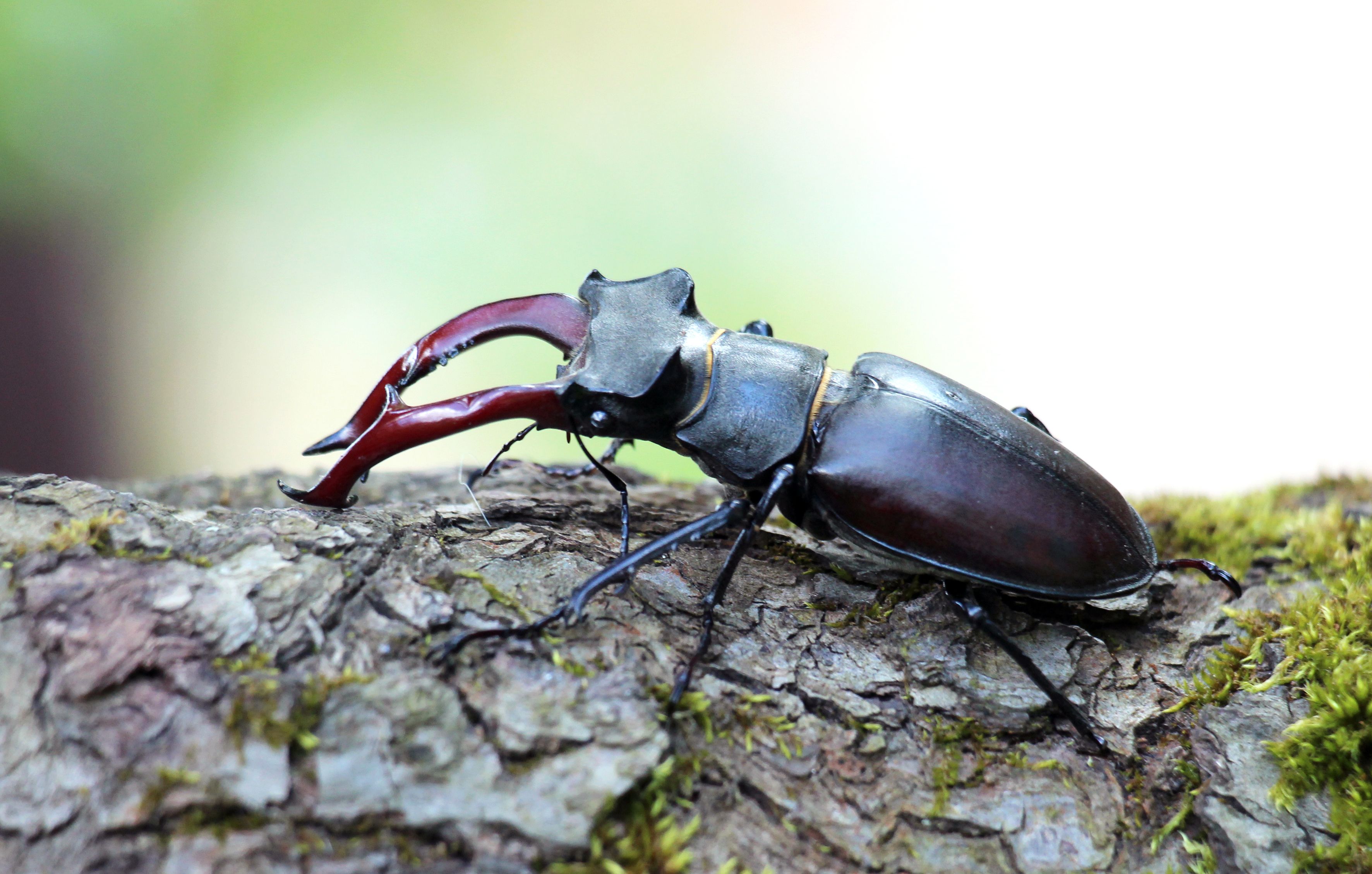 The World's Most Expensive Bug Costs More Than A Luxury Car