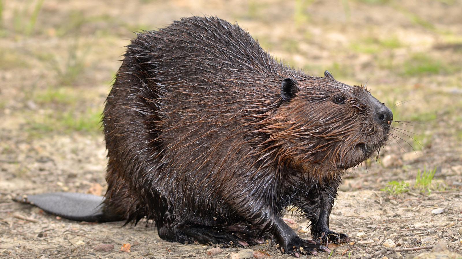 Missing: This Zoo In Central New York Is Searching For A Missing Beaver ...