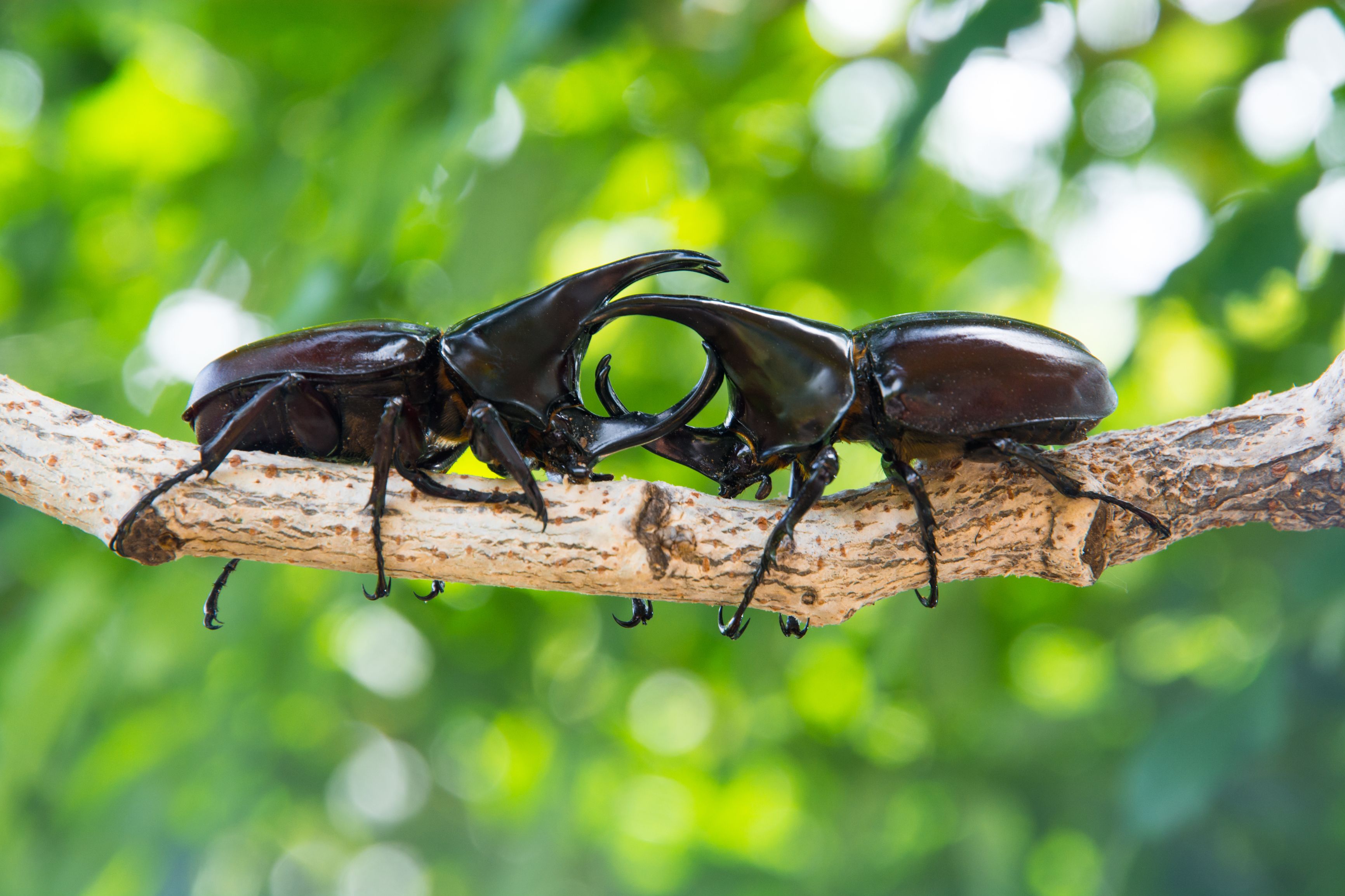 The World's Most Expensive Bug Costs More Than A Luxury Car