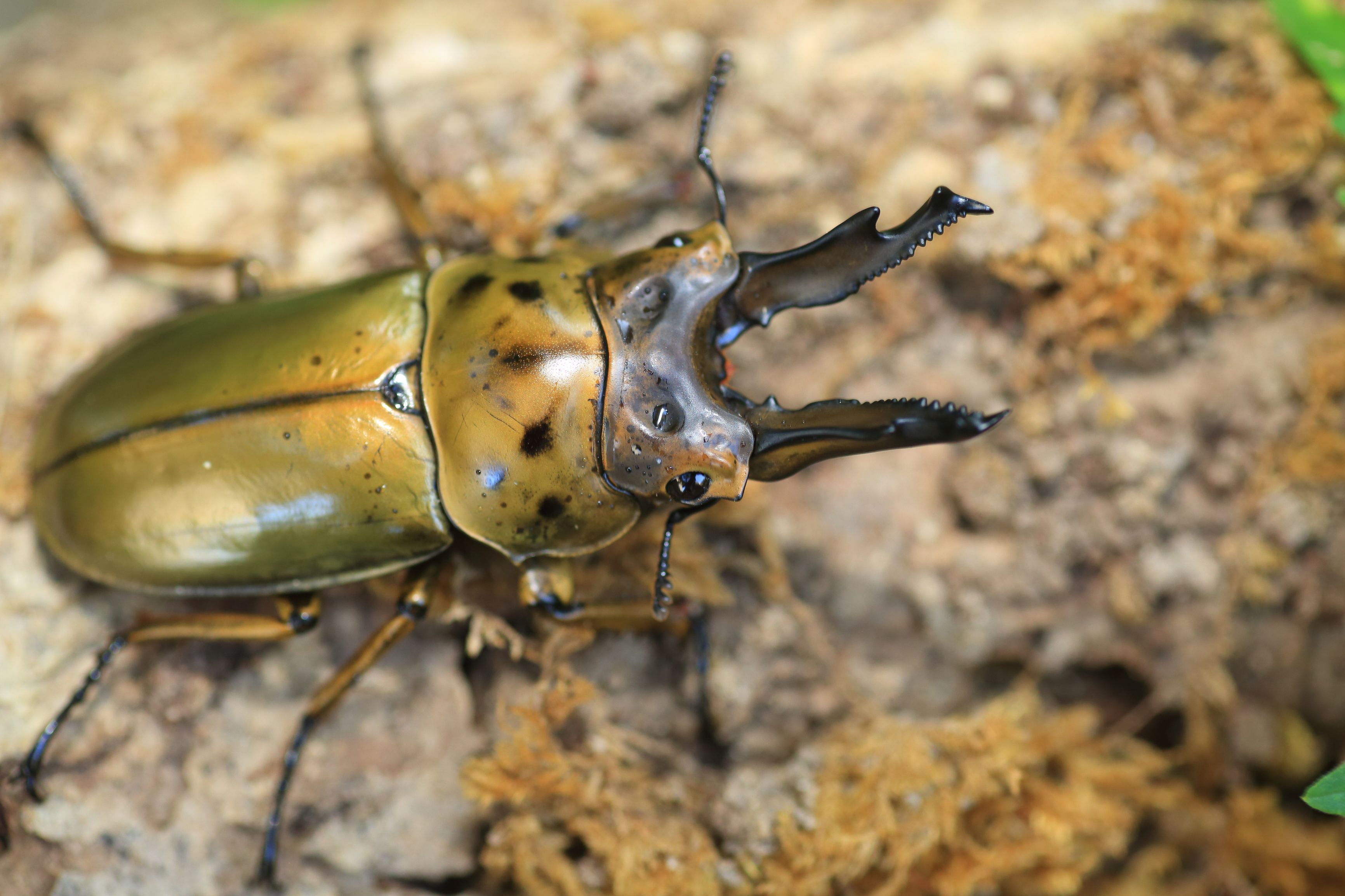 The World's Most Expensive Bug Costs More Than A Luxury Car