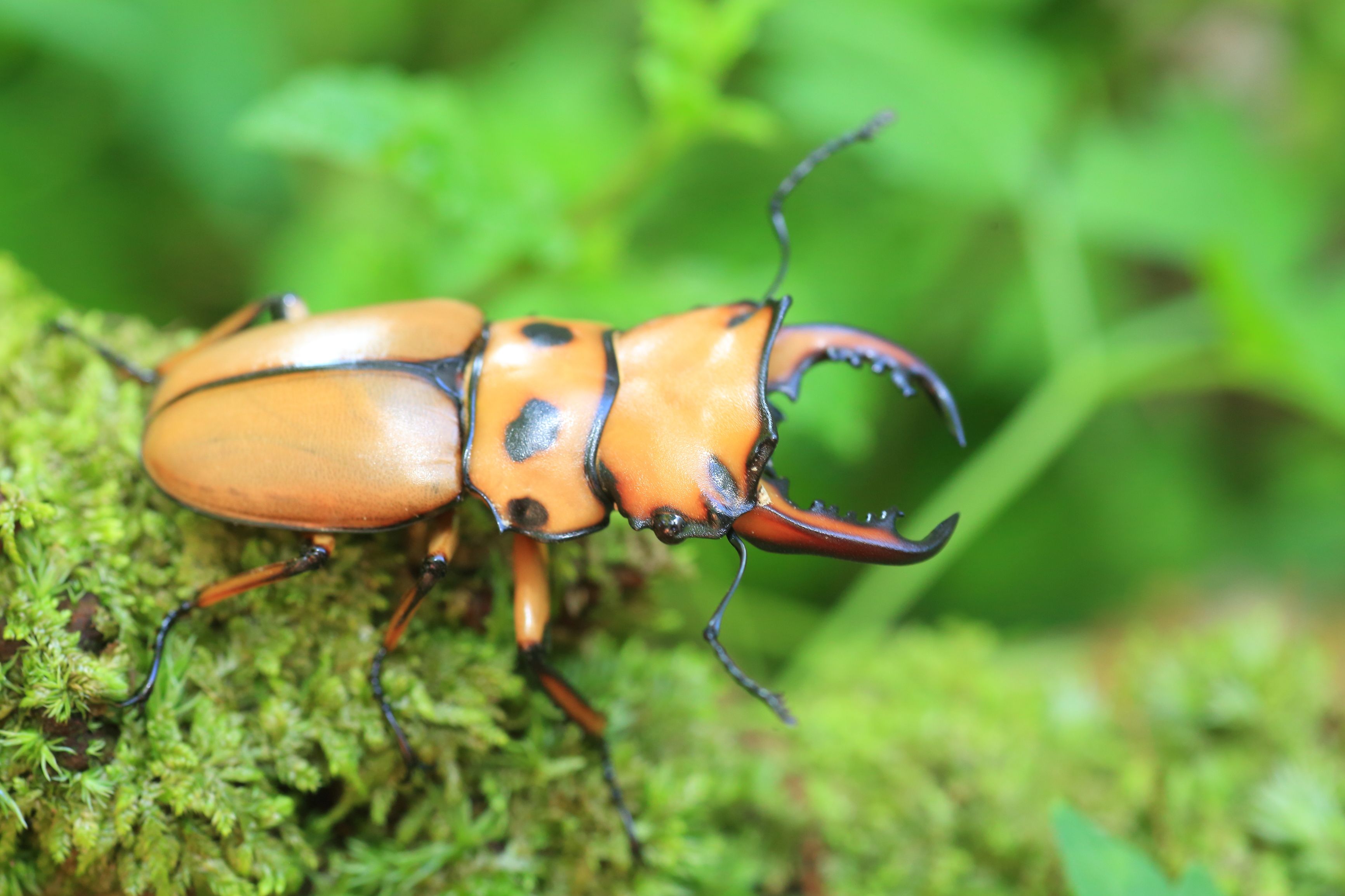 The World's Most Expensive Bug Costs More Than A Luxury Car