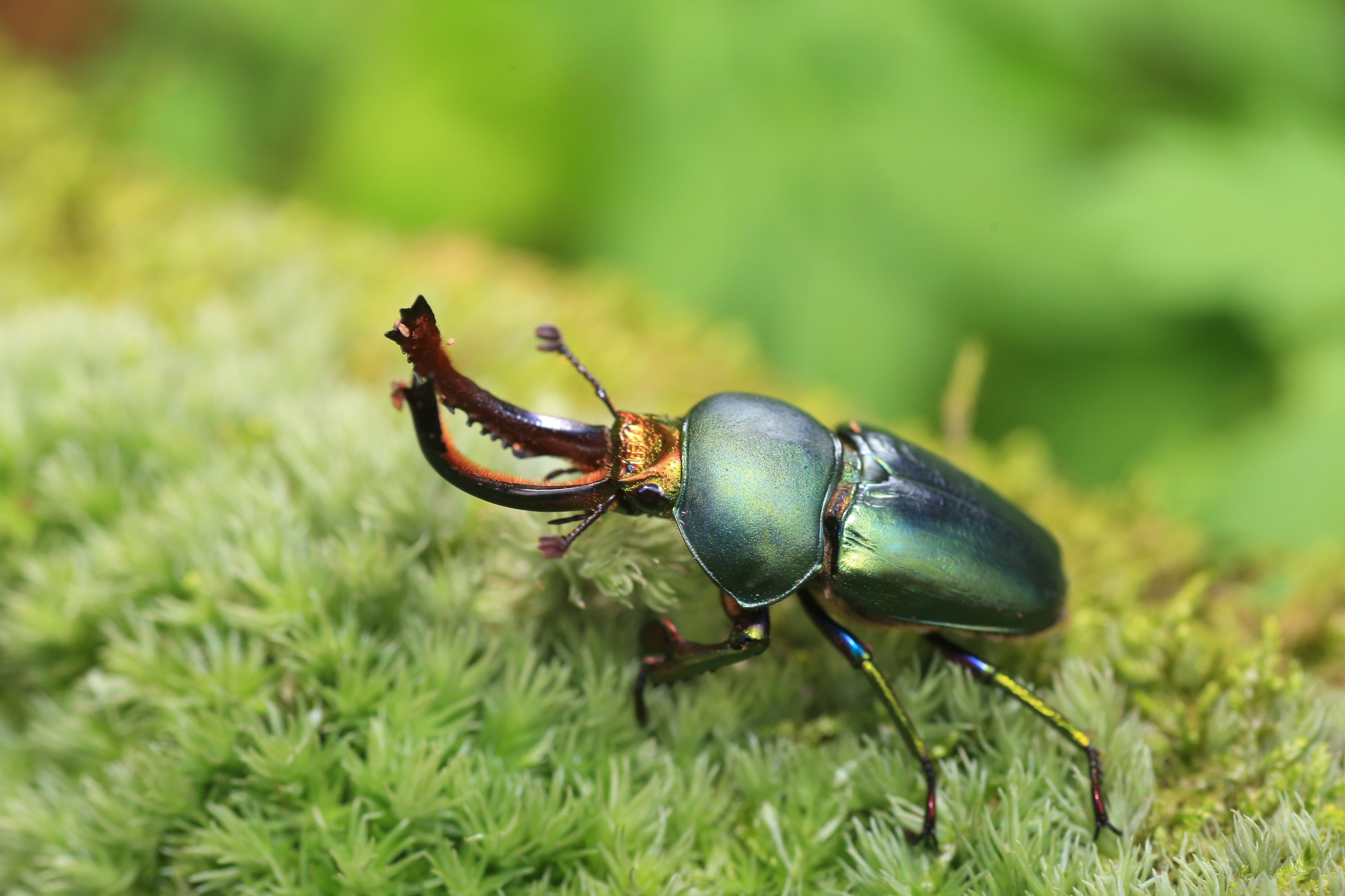 The World's Most Expensive Bug Costs More Than A Luxury Car