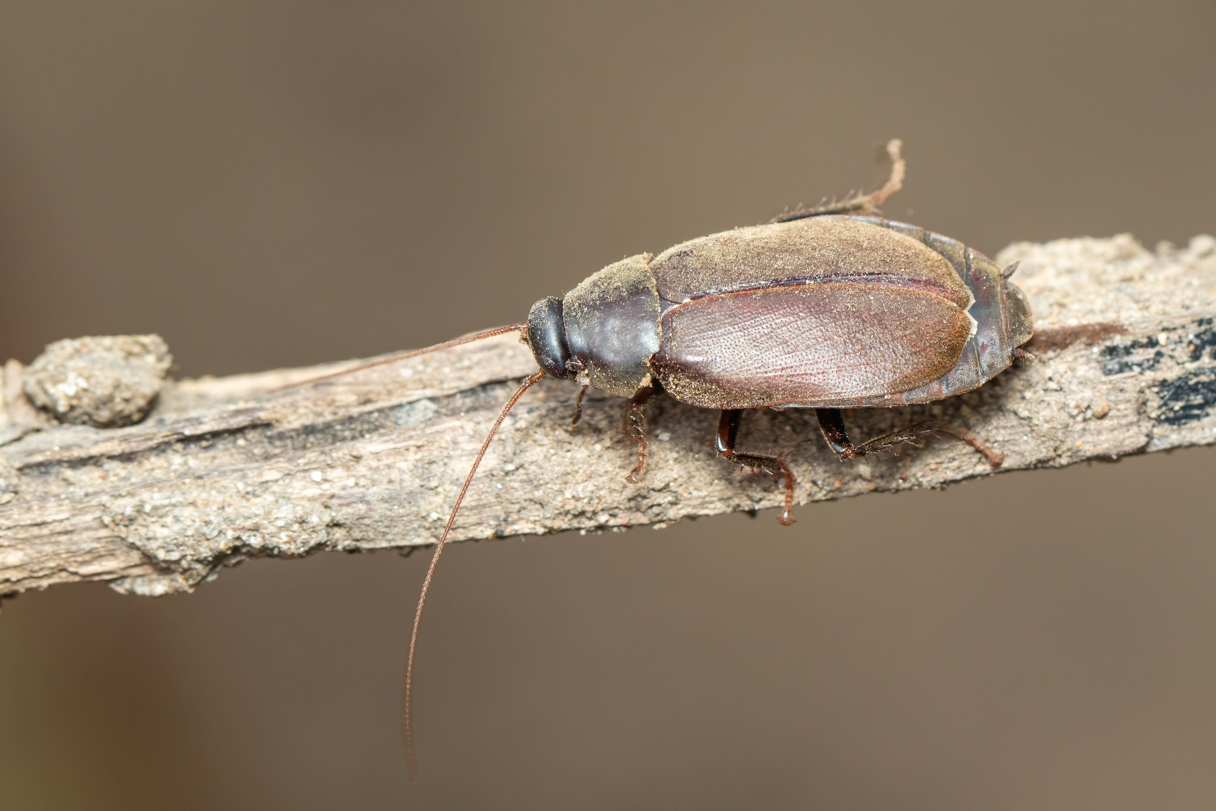 This Cockroach Produces Milk More Nutritious Than Cows' Milk
