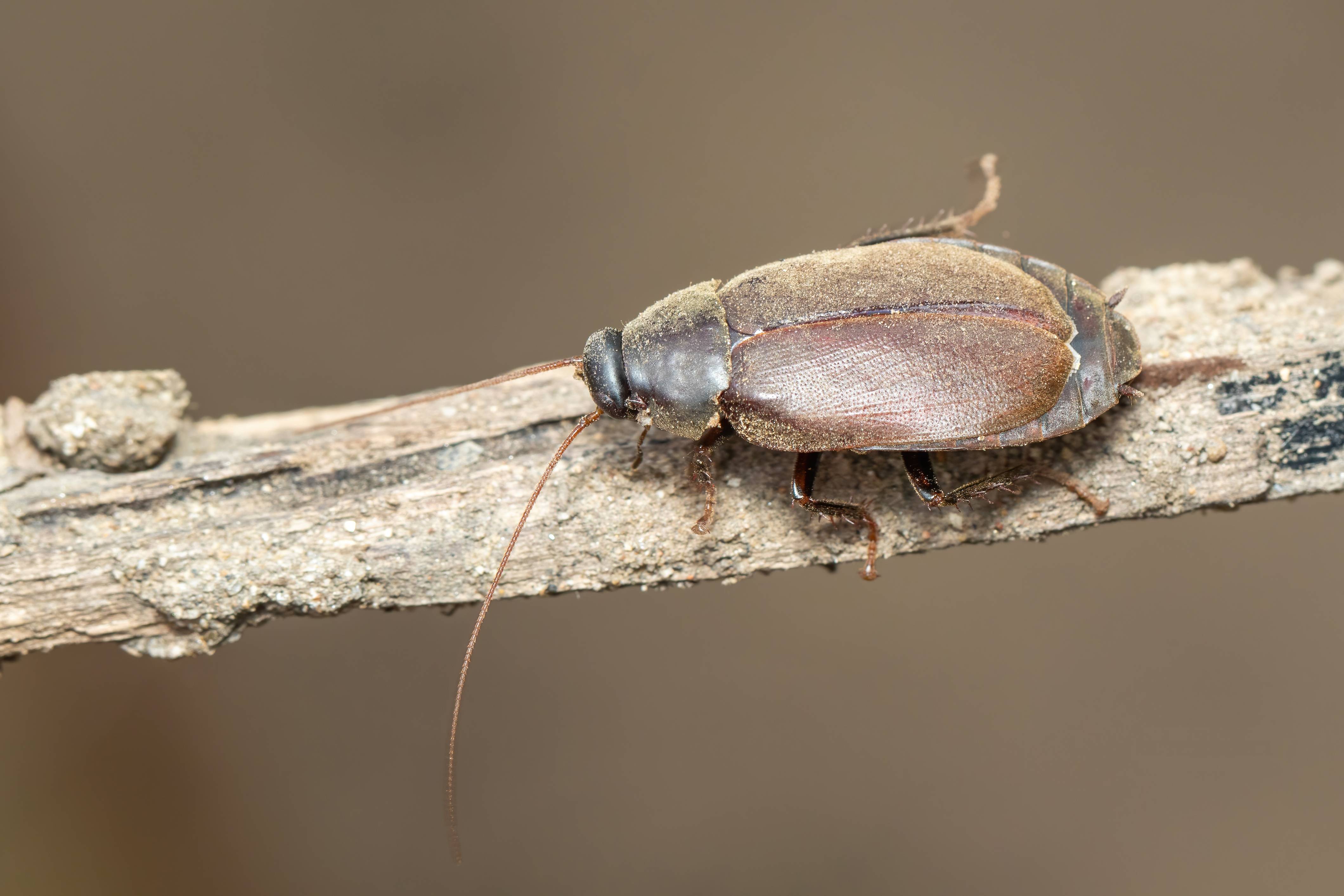 Cockroach Bee This Cockroach Produces Milk More Nutritious Than Cows' Milk