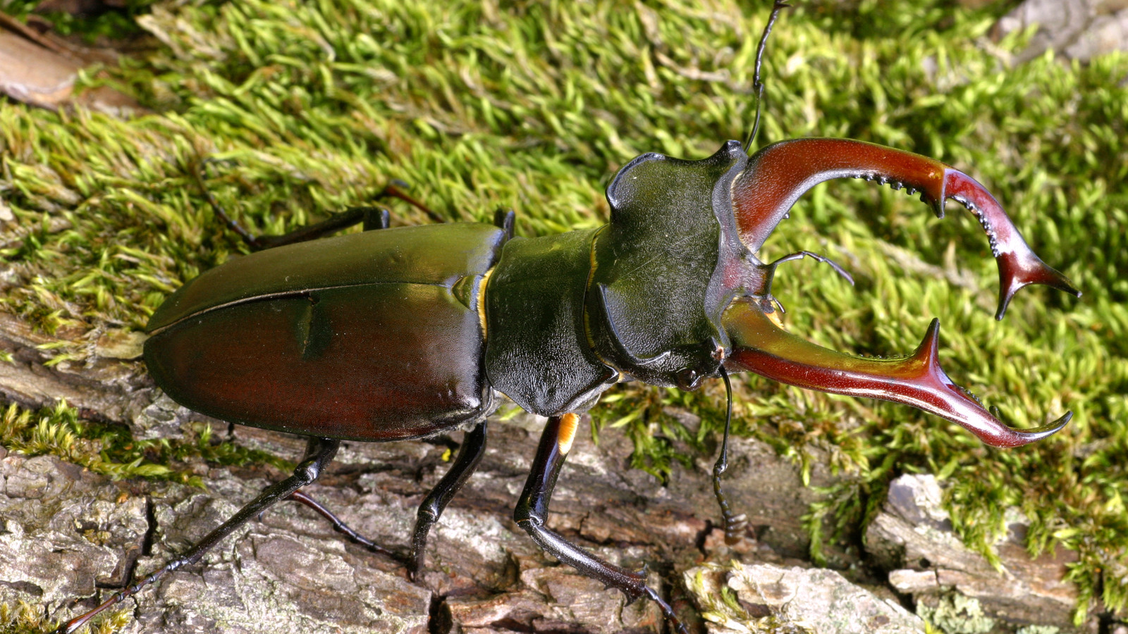 Borous Insect The World's Most Expensive Bug Costs More Than A Luxury Car