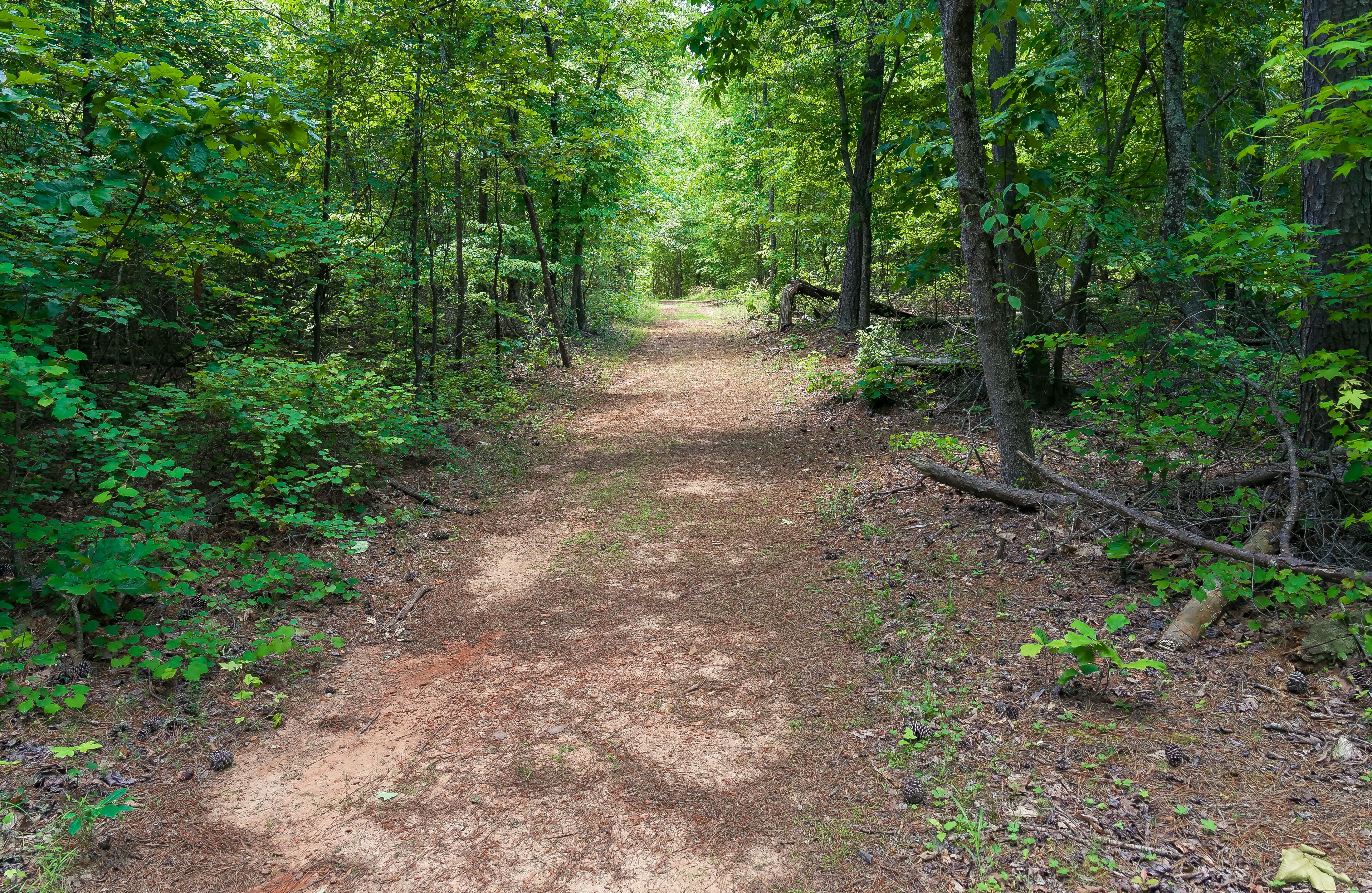 Why You Might Recognize This Beautifully Haunting Georgia State Park ...