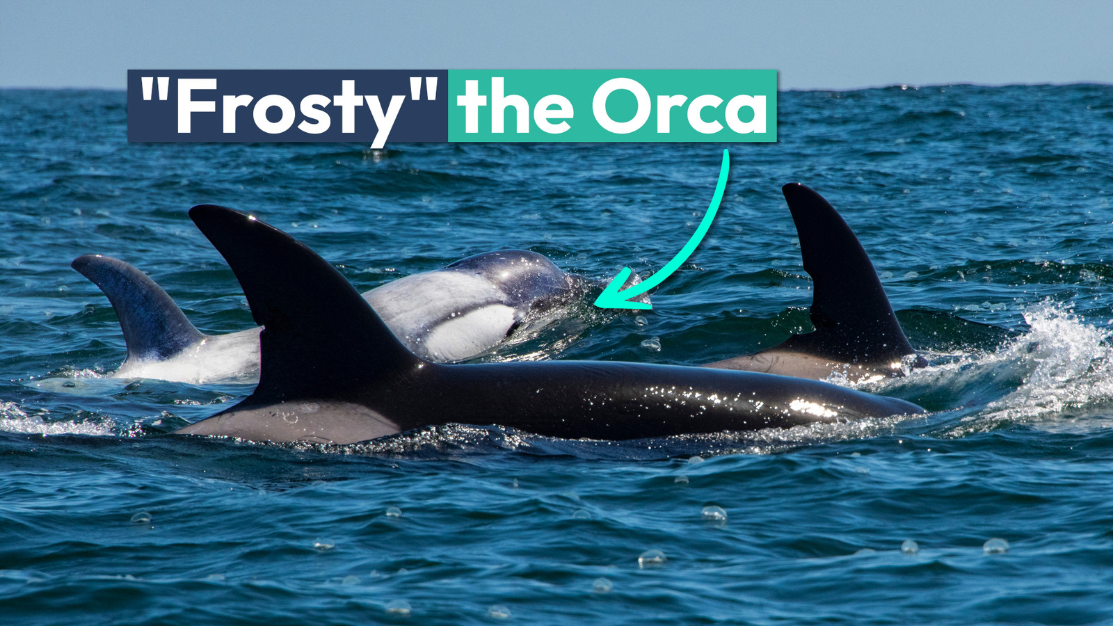 Extict Orca Frosty The Rare White Orca Was Last Seen In The U.S.