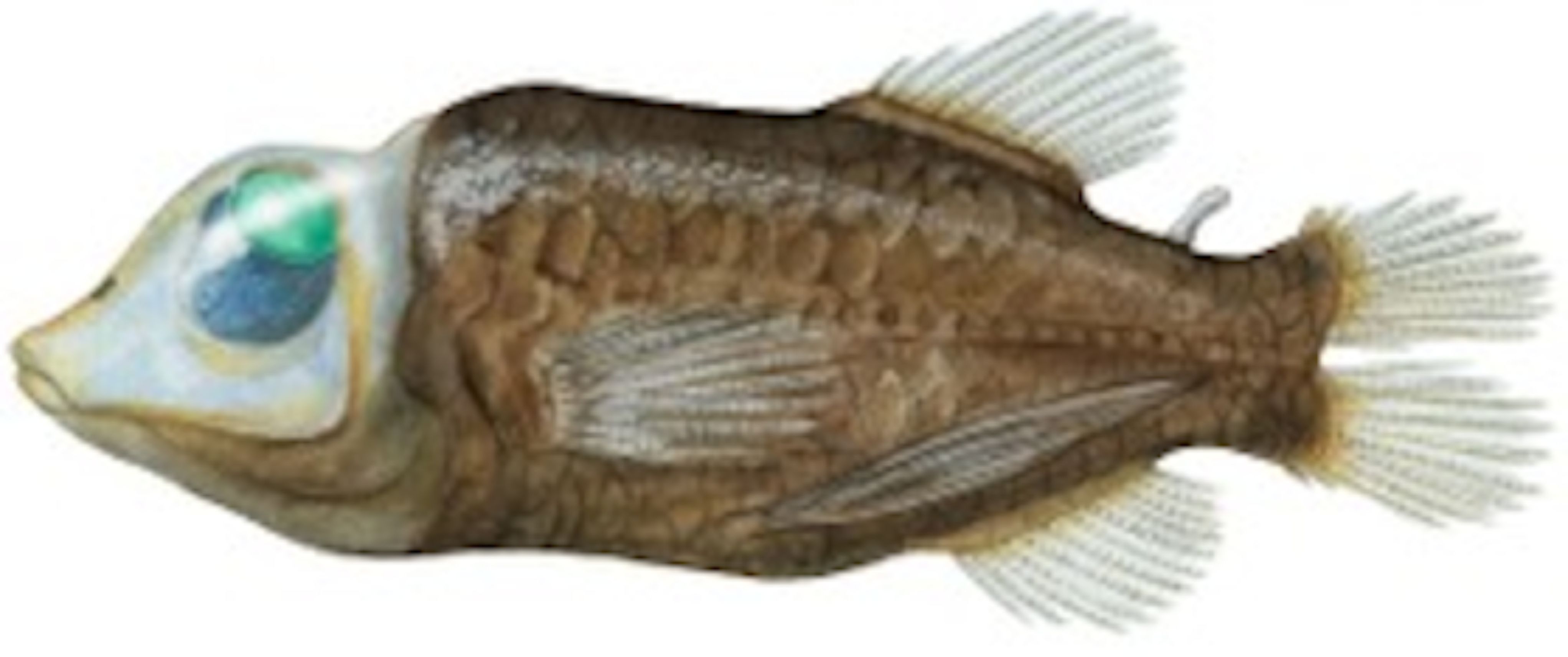 This Odd Sea Creature With A Literal See-Through Head Is Nothing More ...