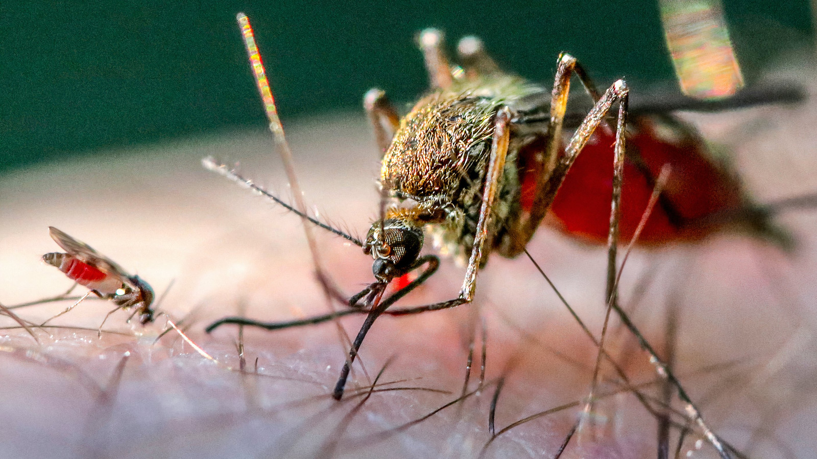 This Foreign Virus Is Spreading To The U.S. From The Amazon (& Even ...