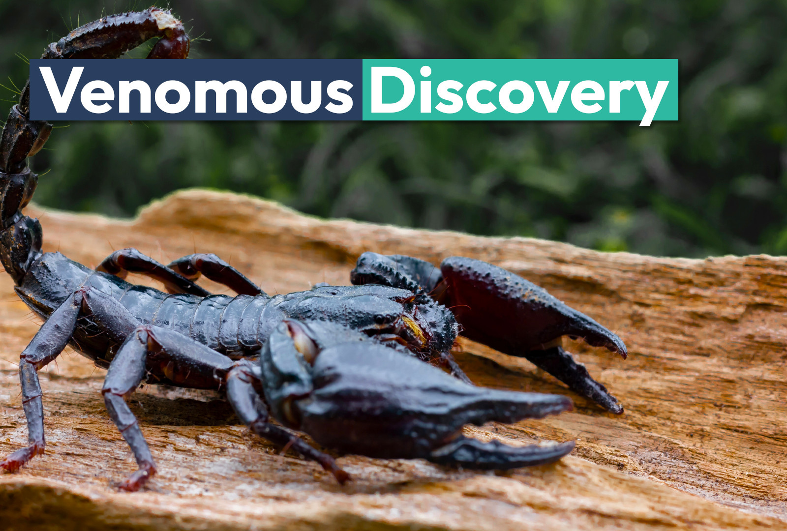 New Rare Venom-Spraying Creature Is The First Of Its Kind Found 